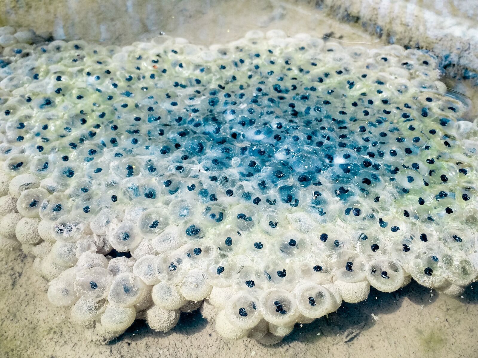 Apple iPhone 5s sample photo. Frog spawn, spawn, common photography