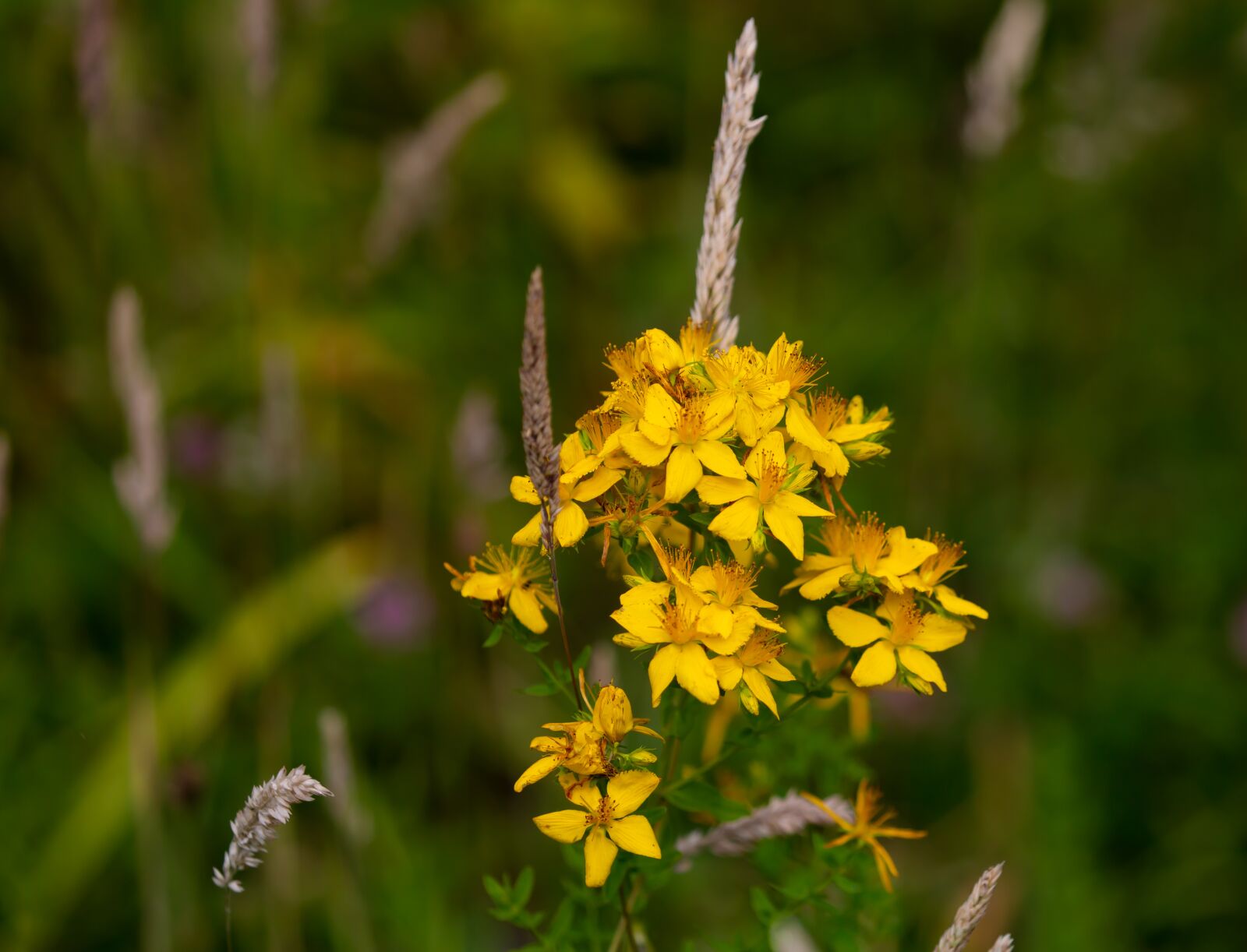 Canon EOS 5D Mark III sample photo. St john's-wort flower, hypericum photography