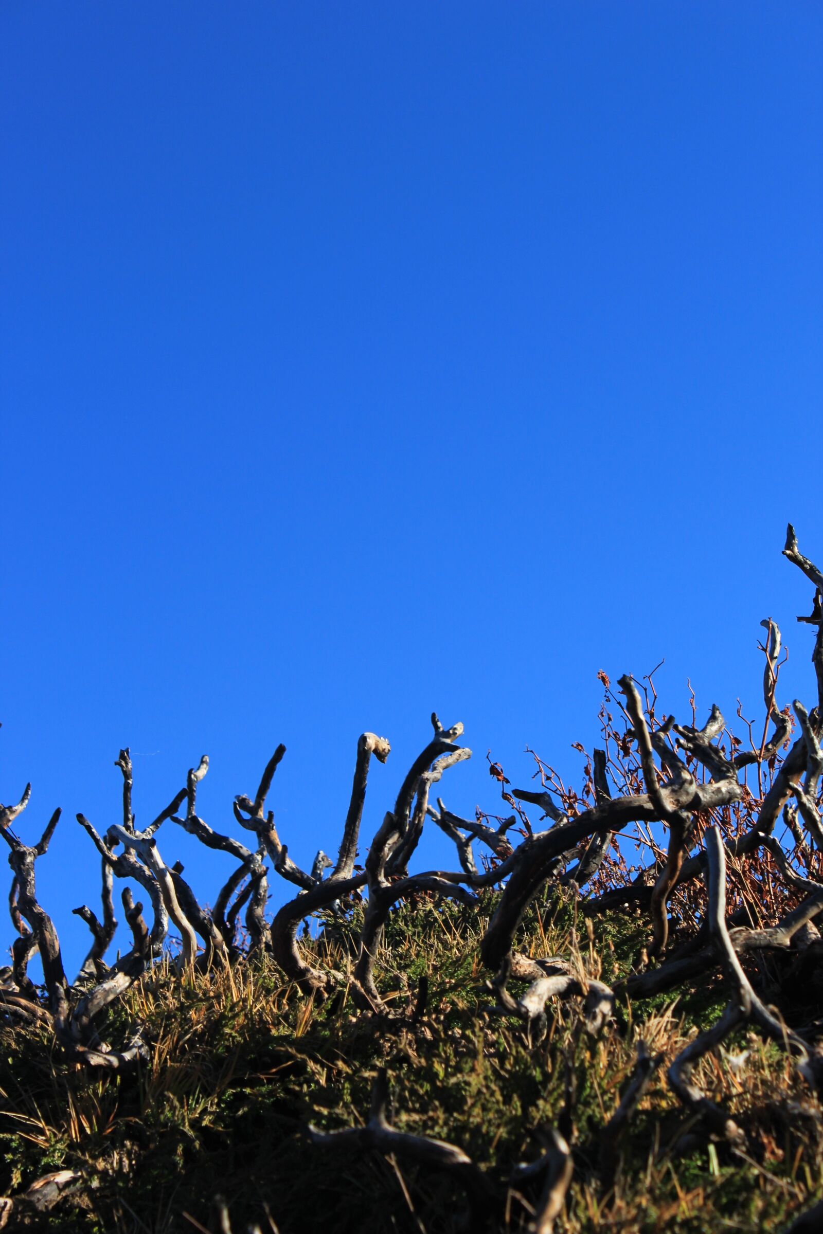 Canon EOS 600D (Rebel EOS T3i / EOS Kiss X5) sample photo. Deadwood, dwarf tree, blue photography