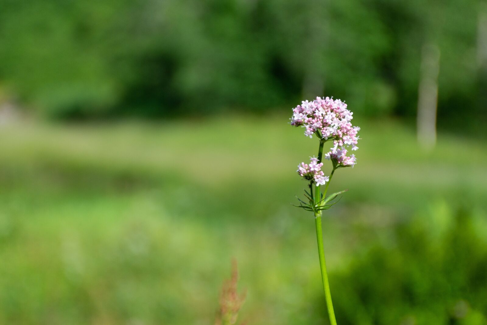 Nikon D7200 sample photo. Flower, nature, vegetable photography