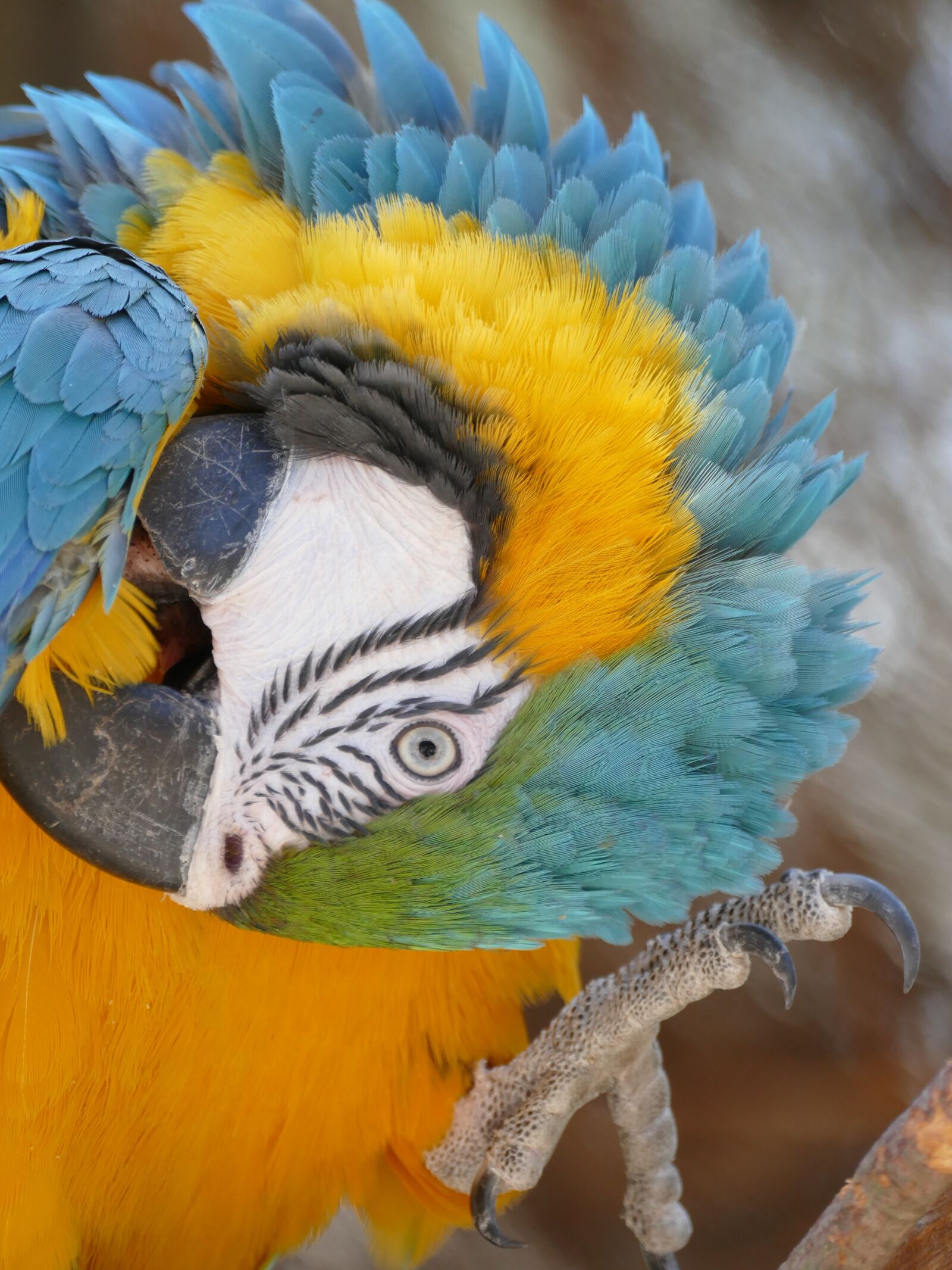 Panasonic Lumix DMC-FZ1000 sample photo. Parrot, colorful, bird park photography