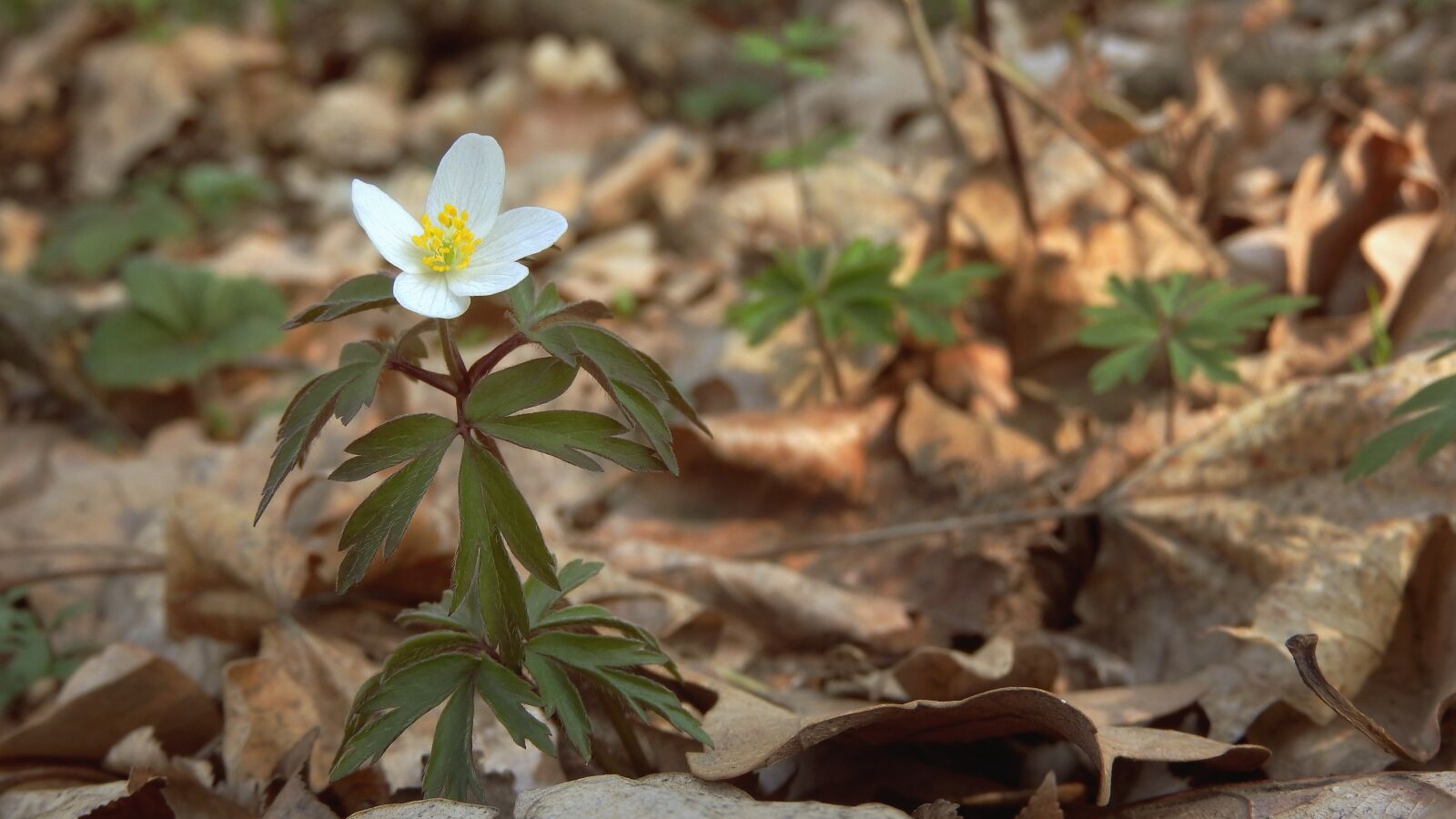 Nikon Coolpix P610 sample photo. Anemone nemorosa, anemone, white photography