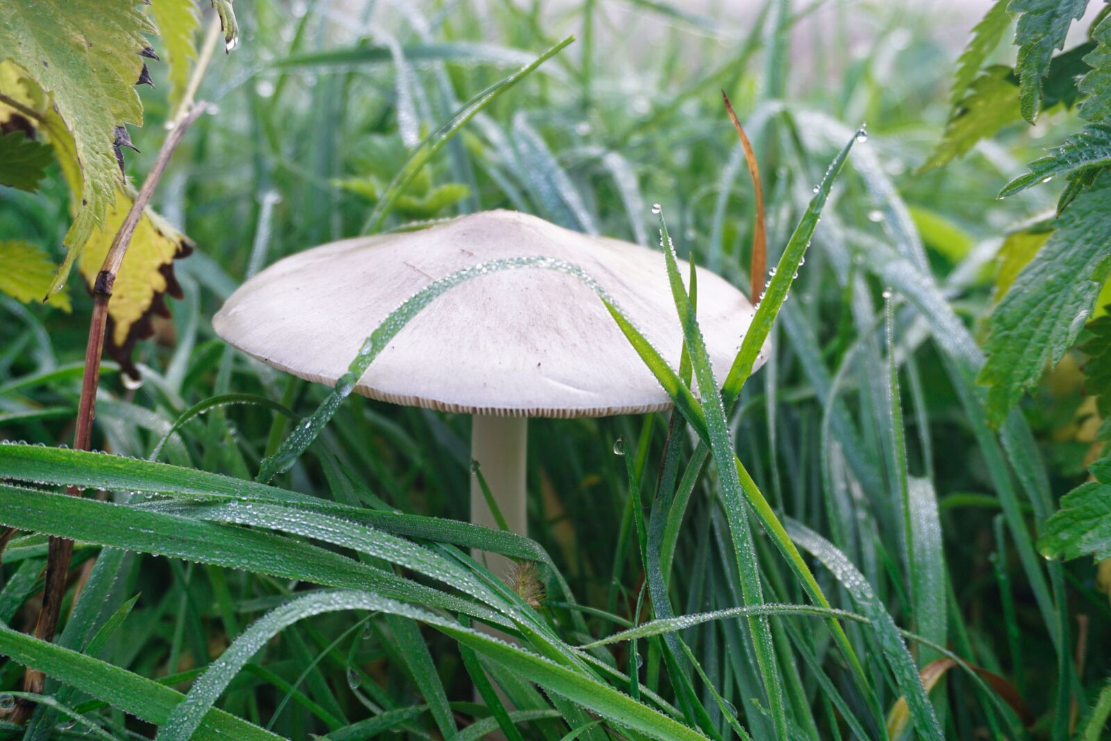 Sony E 16-50mm F3.5-5.6 PZ OSS sample photo. Mushroom, toadstool, meadow photography