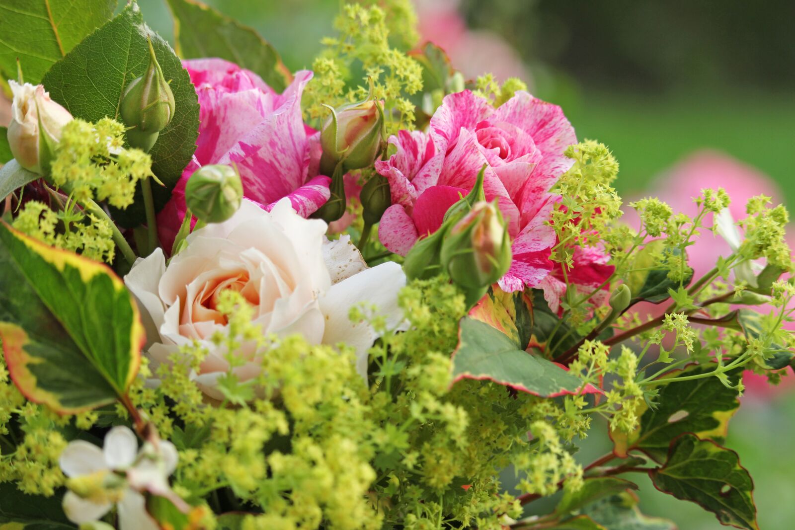 Canon EF-S 55-250mm F4-5.6 IS STM sample photo. Bouquet, summer bouquet, summer photography