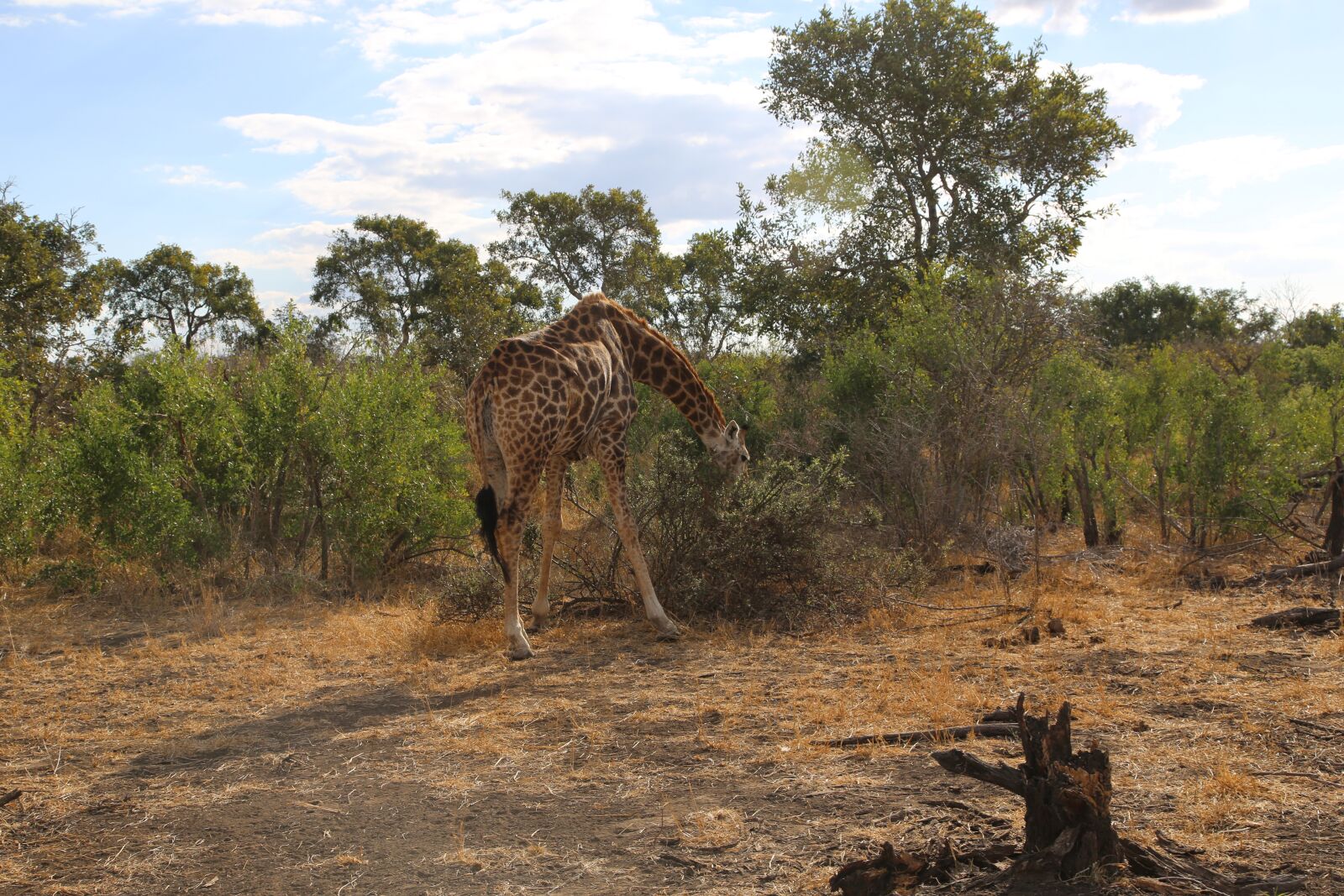 Canon EF 24-105mm F4L IS USM sample photo. Giraffe, africa, kruger photography