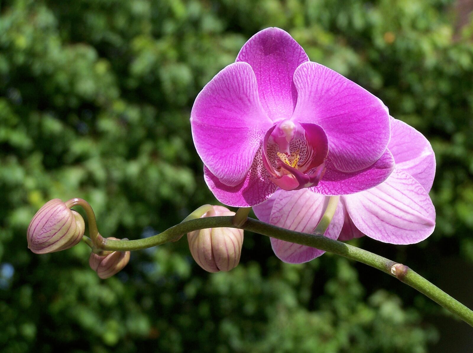 Kodak Z740 ZOOM DIGITAL CAMERA sample photo. Orchid, orchidaceae, exotic photography