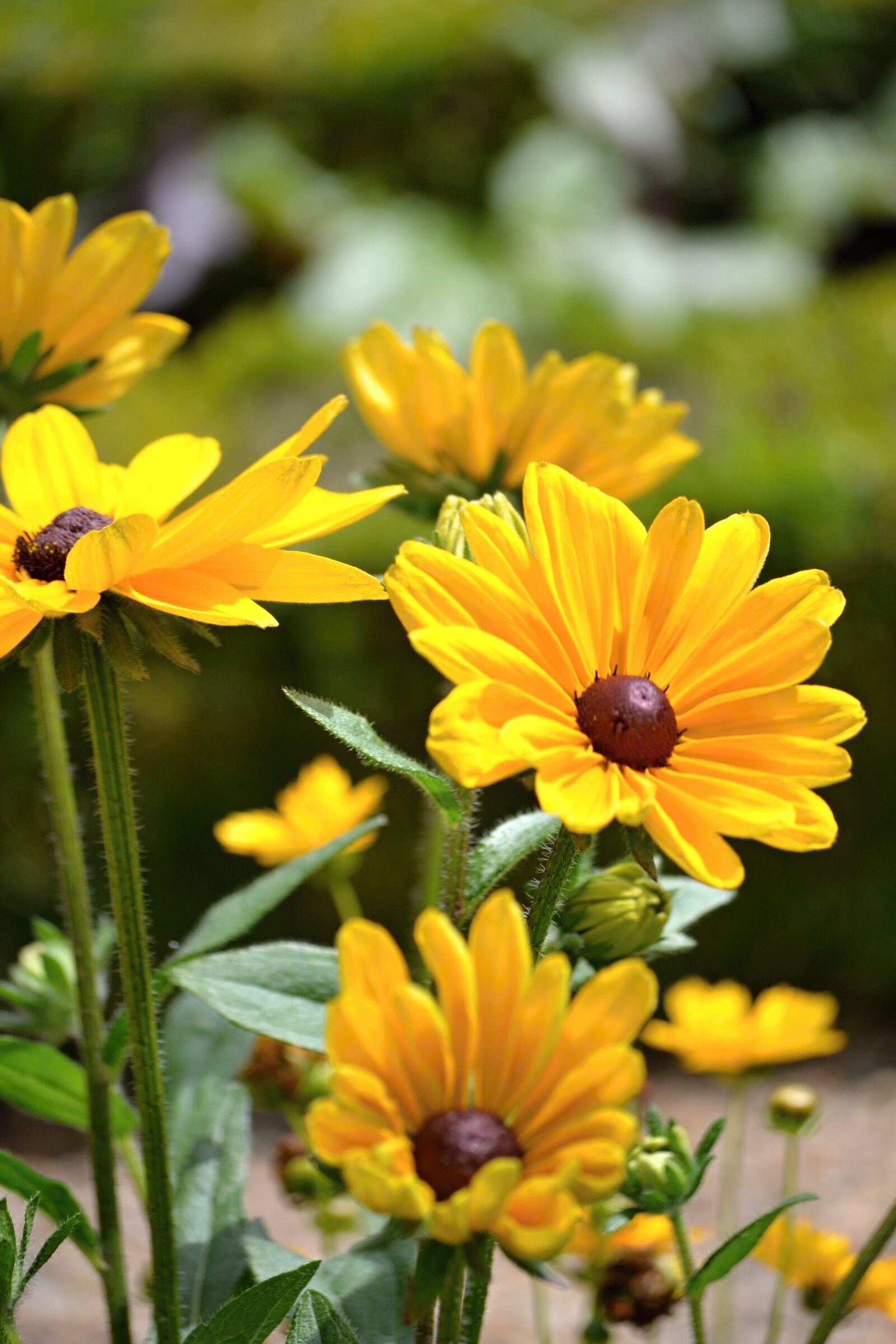 Nikon D3100 sample photo. Flower, daisy, flowers photography