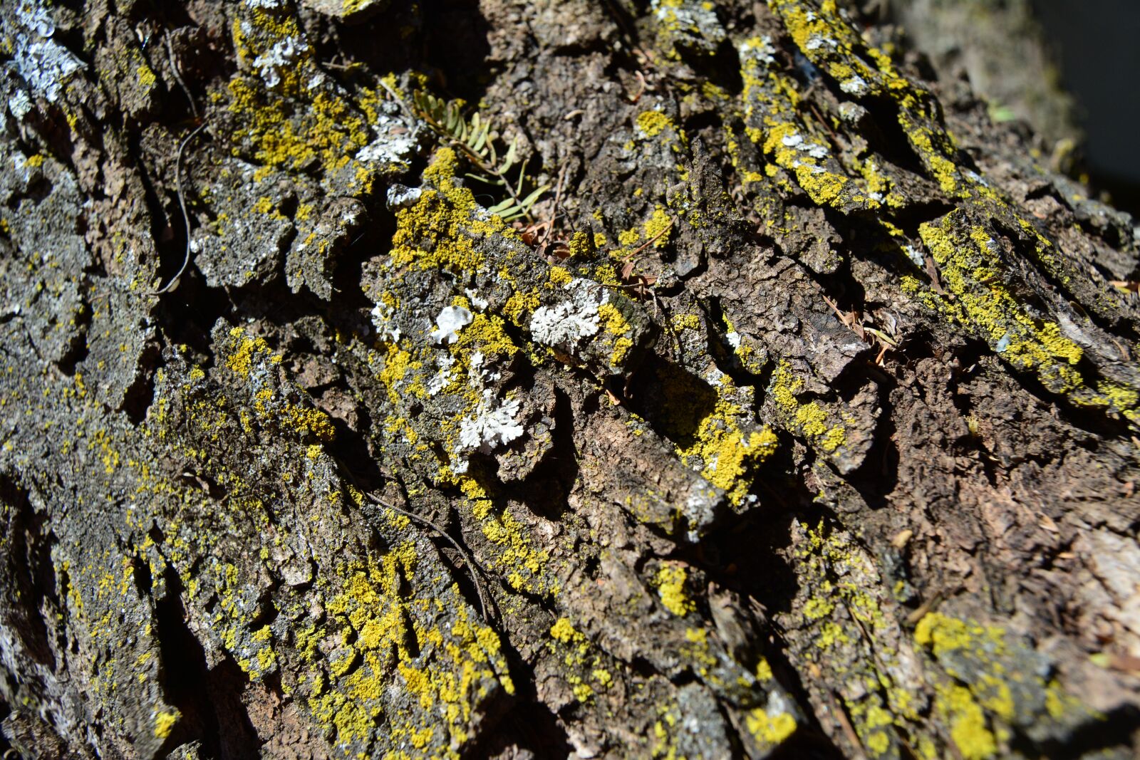 Nikon D5200 sample photo. Acacia, bark, lichen photography