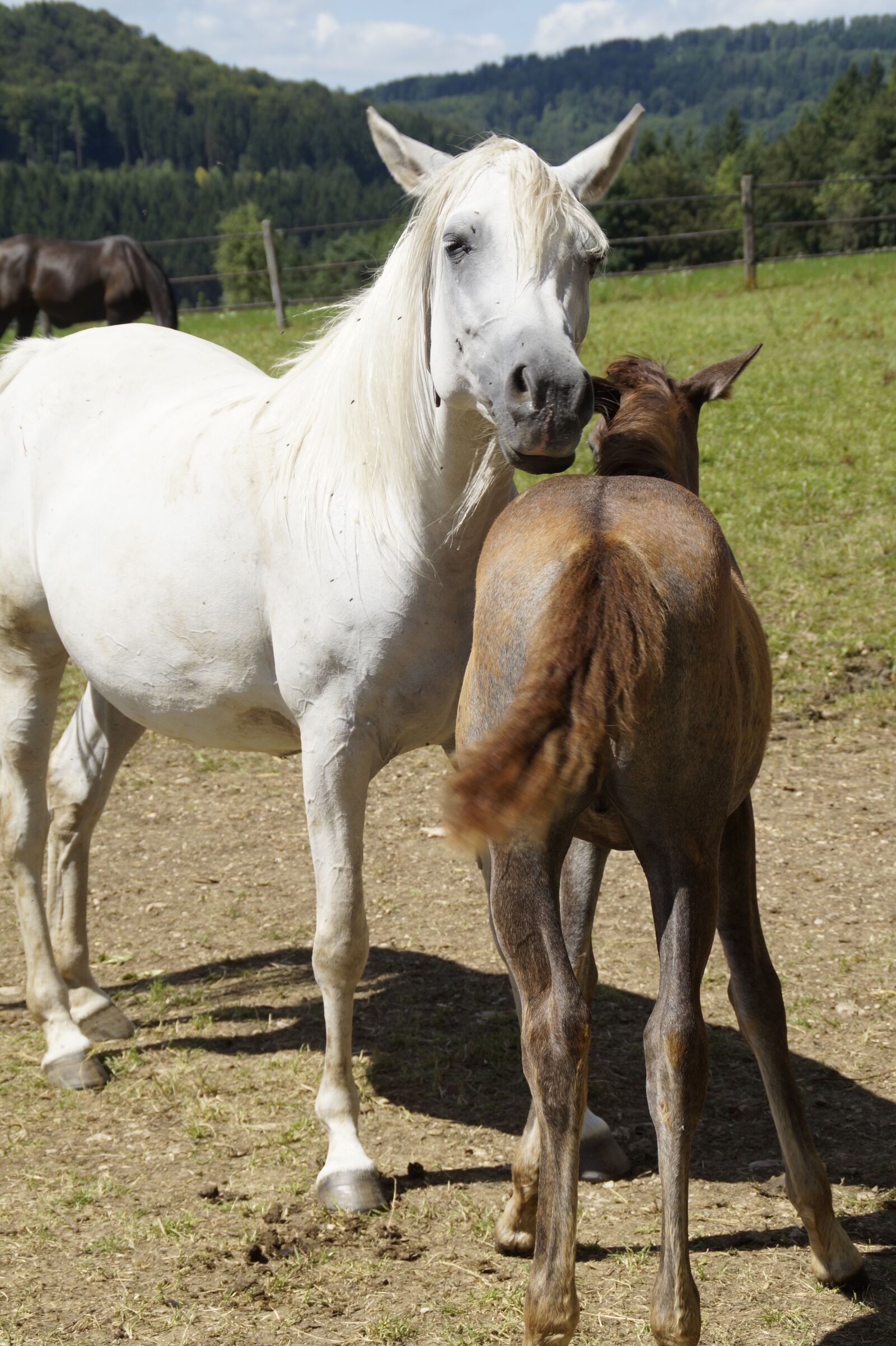 Sony SLT-A58 sample photo. Mares, foal, arabs photography