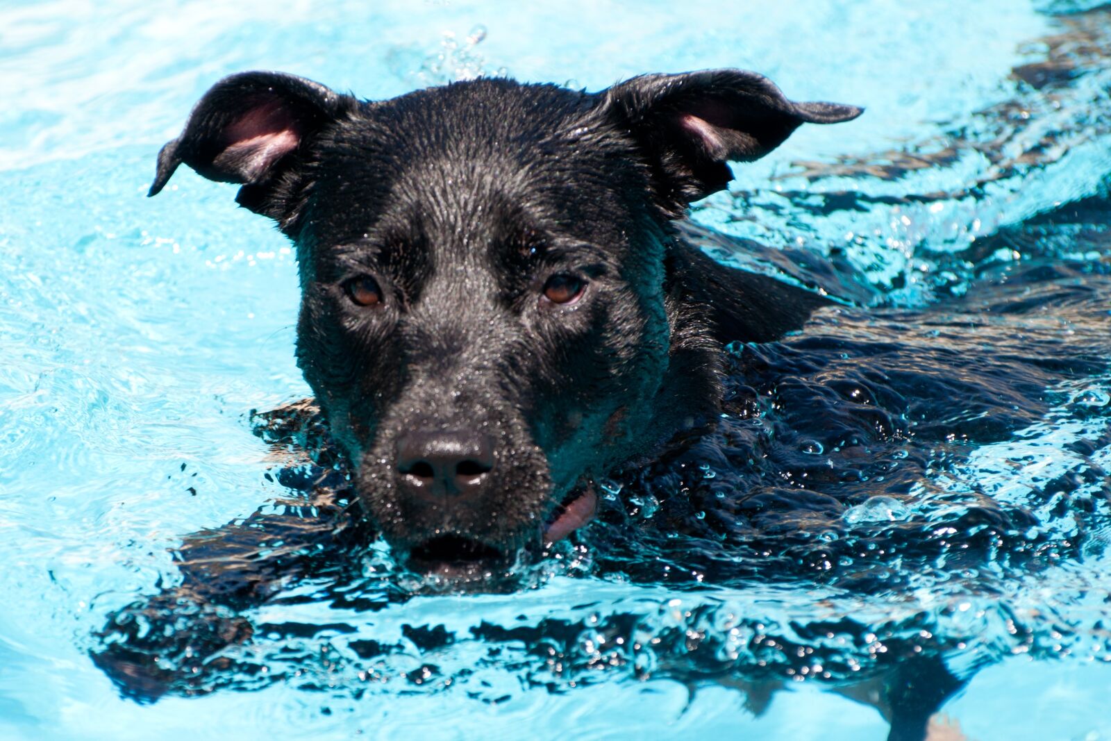 Nikon D90 sample photo. Dog, swimming, pool photography