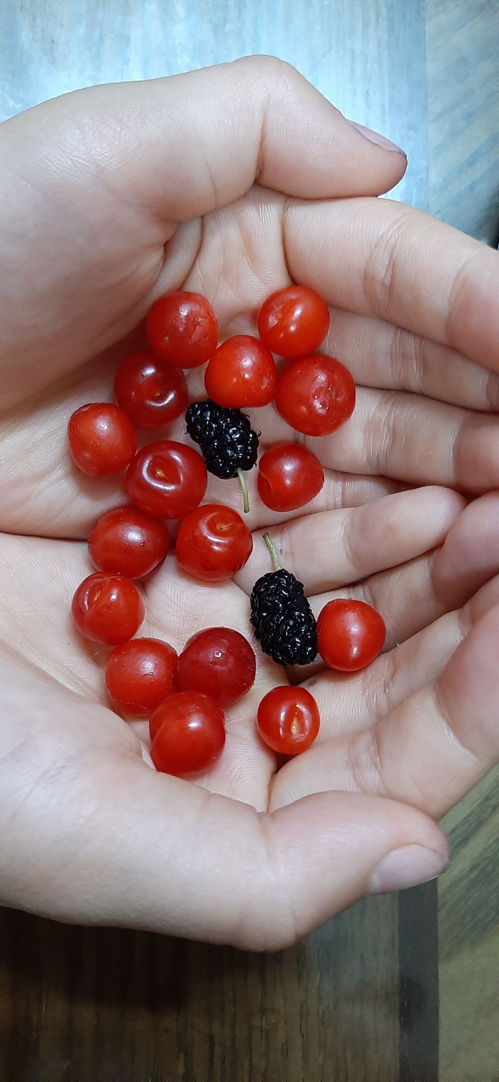 Samsung Galaxy A50 sample photo. Cherries, cherry, summer photography