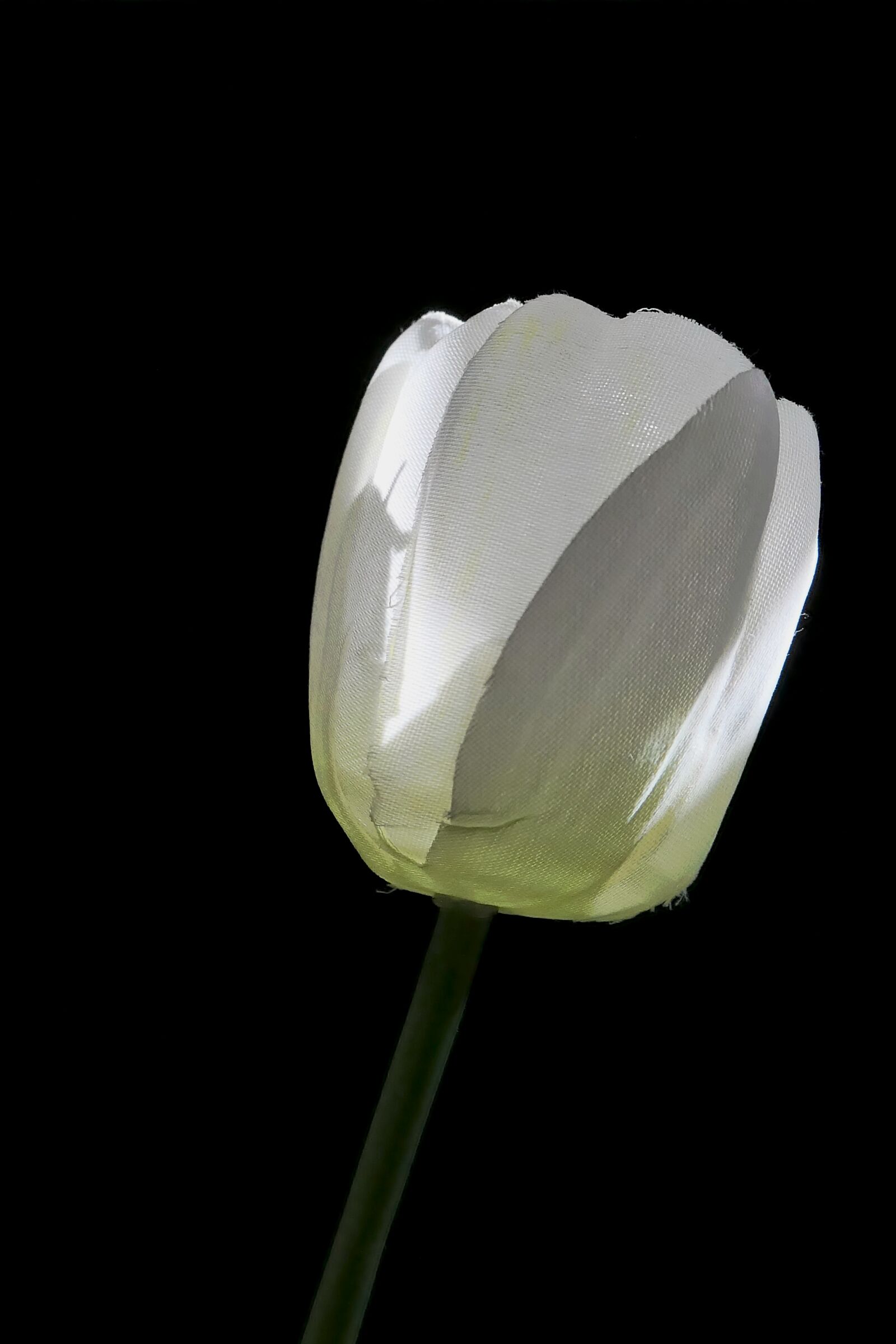 Panasonic Lumix DMC-LX10 (Lumix DMC-LX15) sample photo. Tulip, art flower, white photography