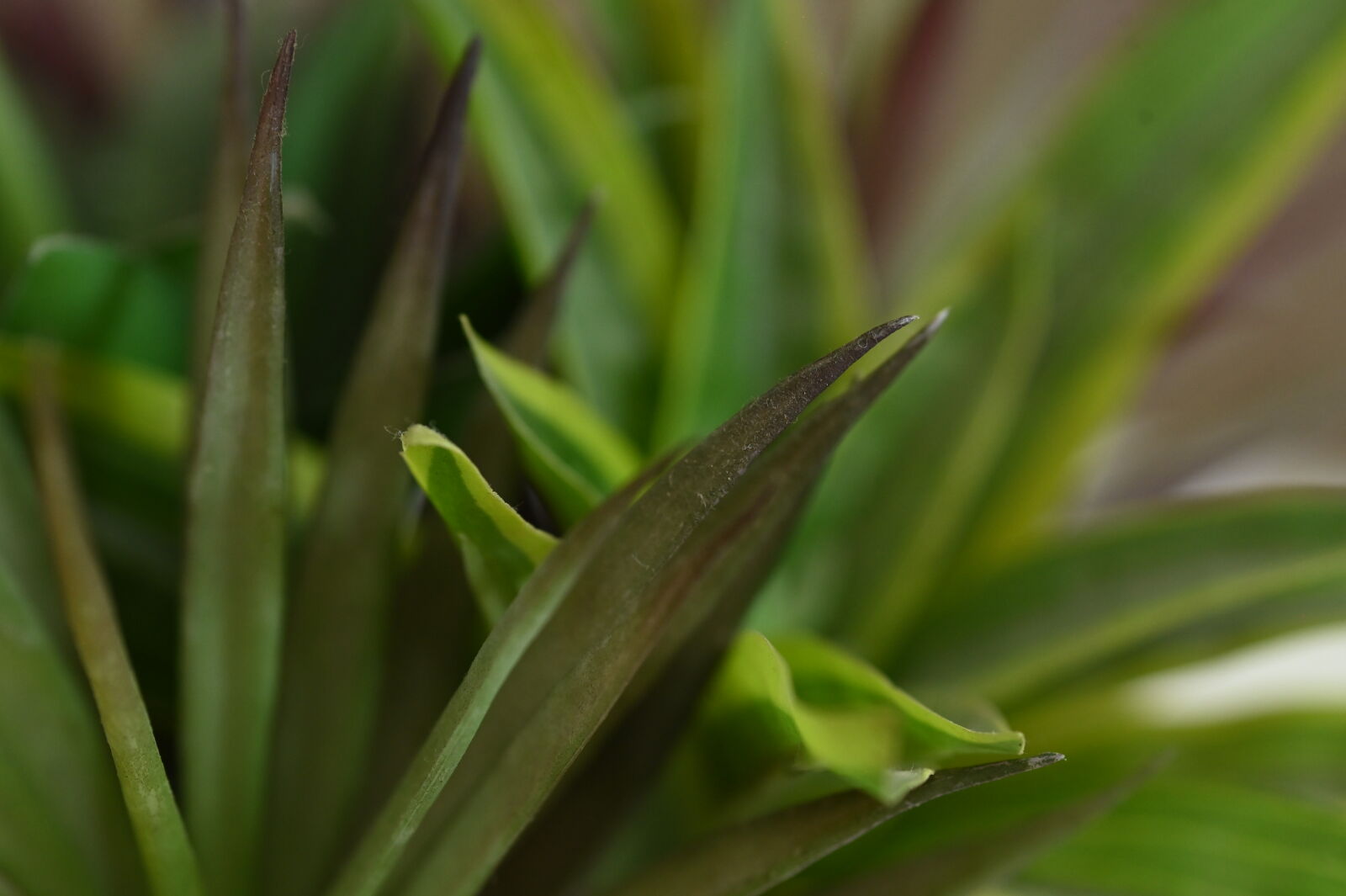 Nikon D780 sample photo