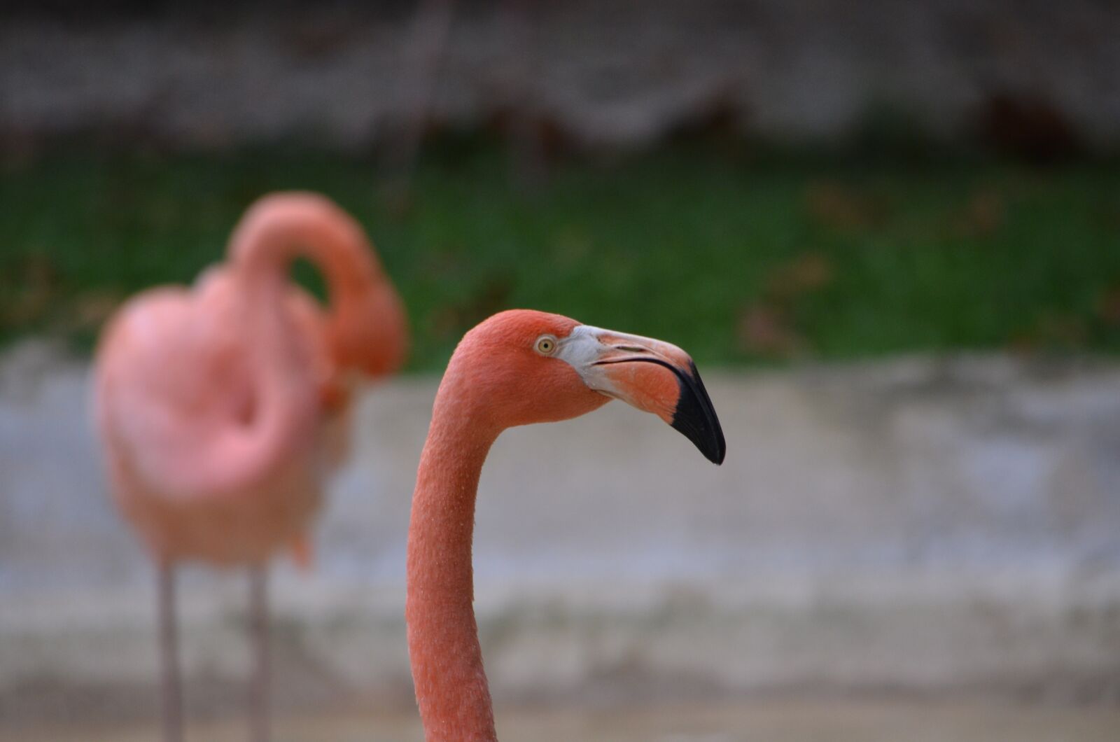 Nikon D7000 sample photo. Flamingo, bird, pink photography