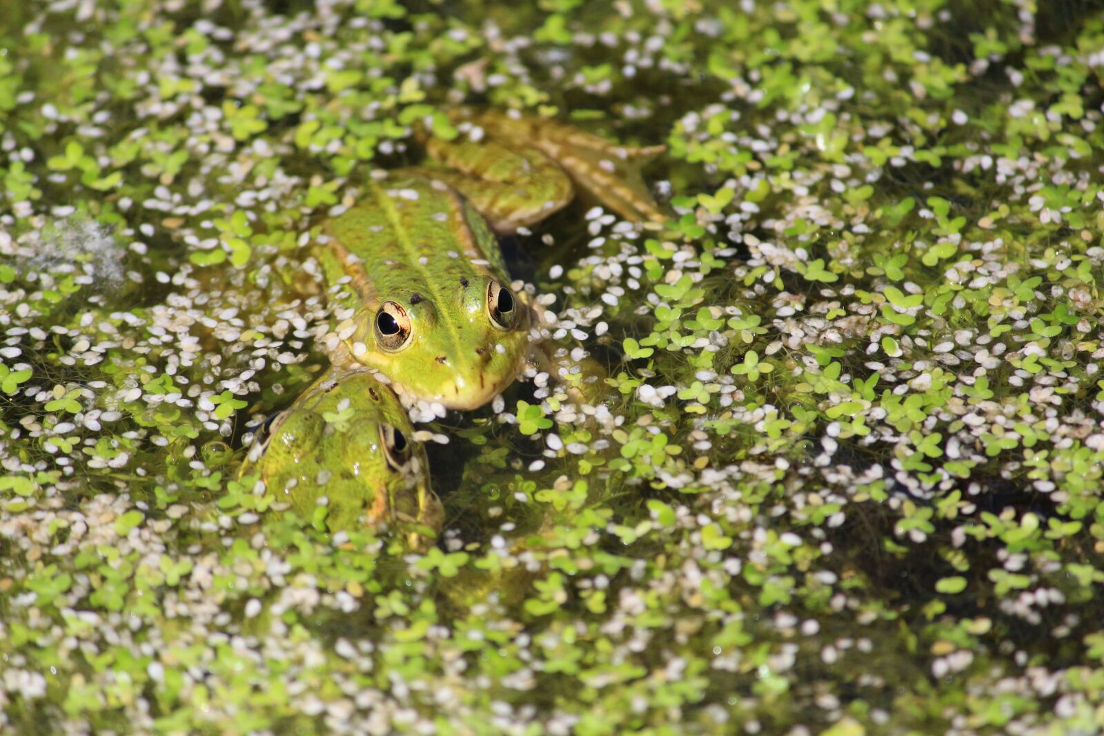 Canon EOS 650D (EOS Rebel T4i / EOS Kiss X6i) + Canon EF-S 55-250mm F4-5.6 IS sample photo. Frog, pond, amphibian photography