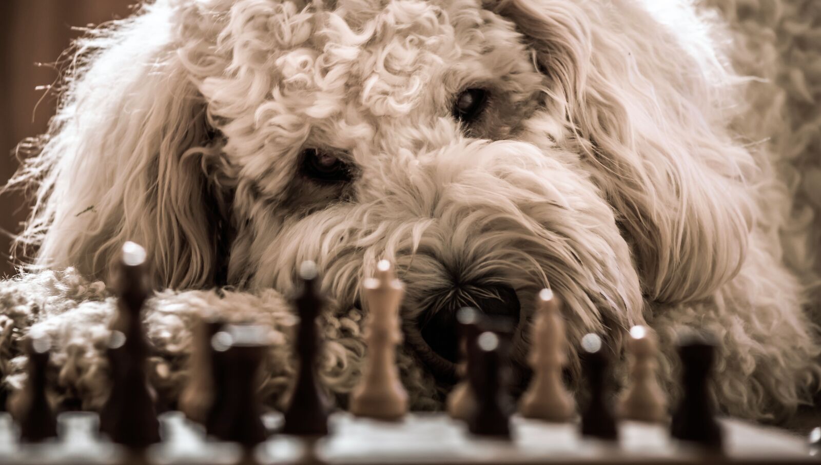 Nikon D3200 sample photo. Dog, goldendoodle, chess photography