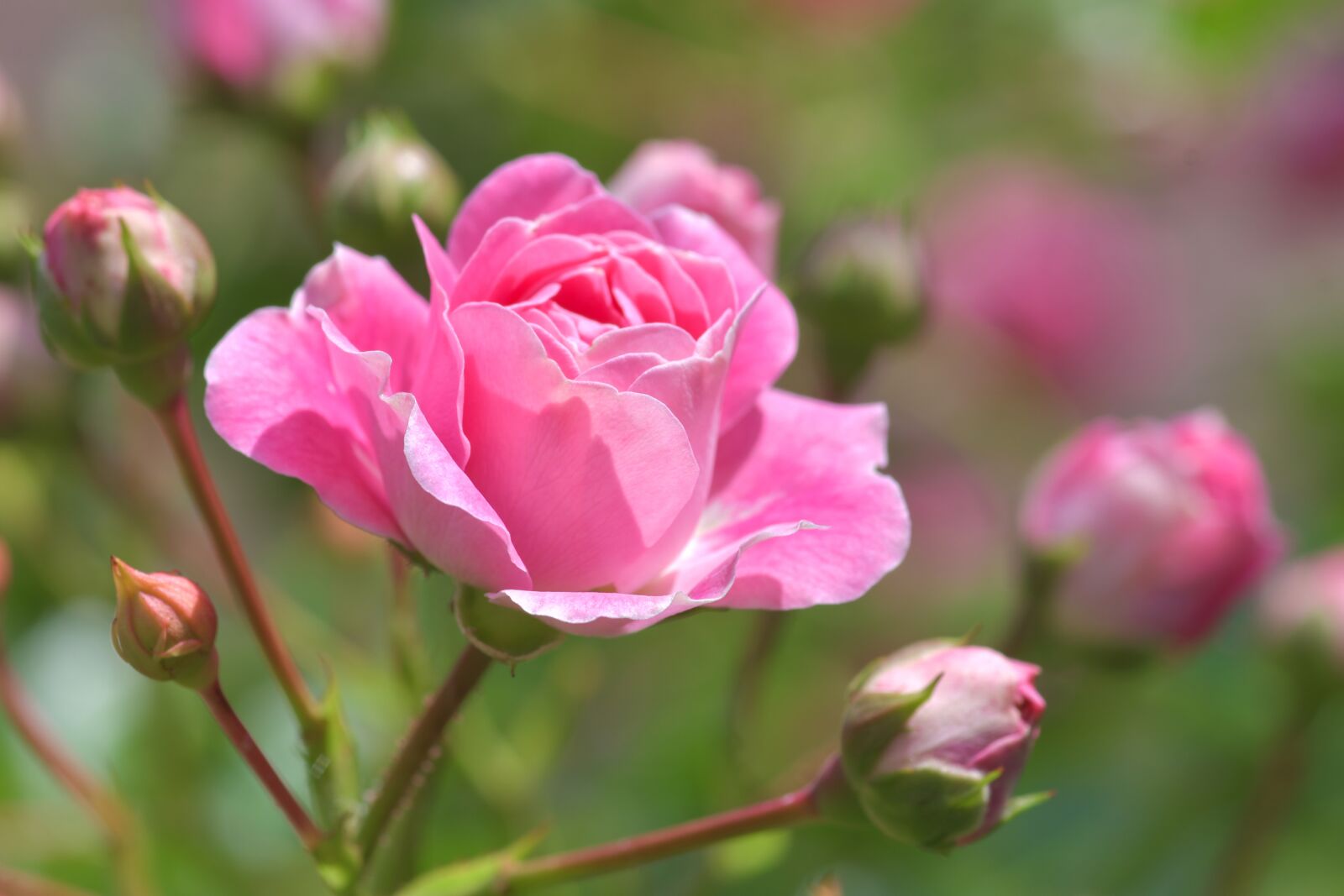 Nikon D500 sample photo. Pink, flower, pink rose photography