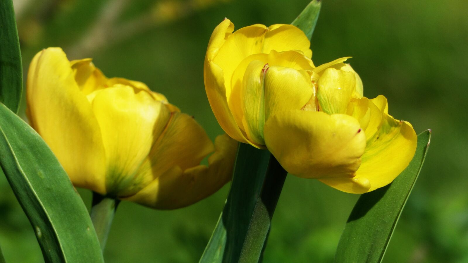 Panasonic Lumix DMC-FZ200 sample photo. Tulip, spring, blossom photography