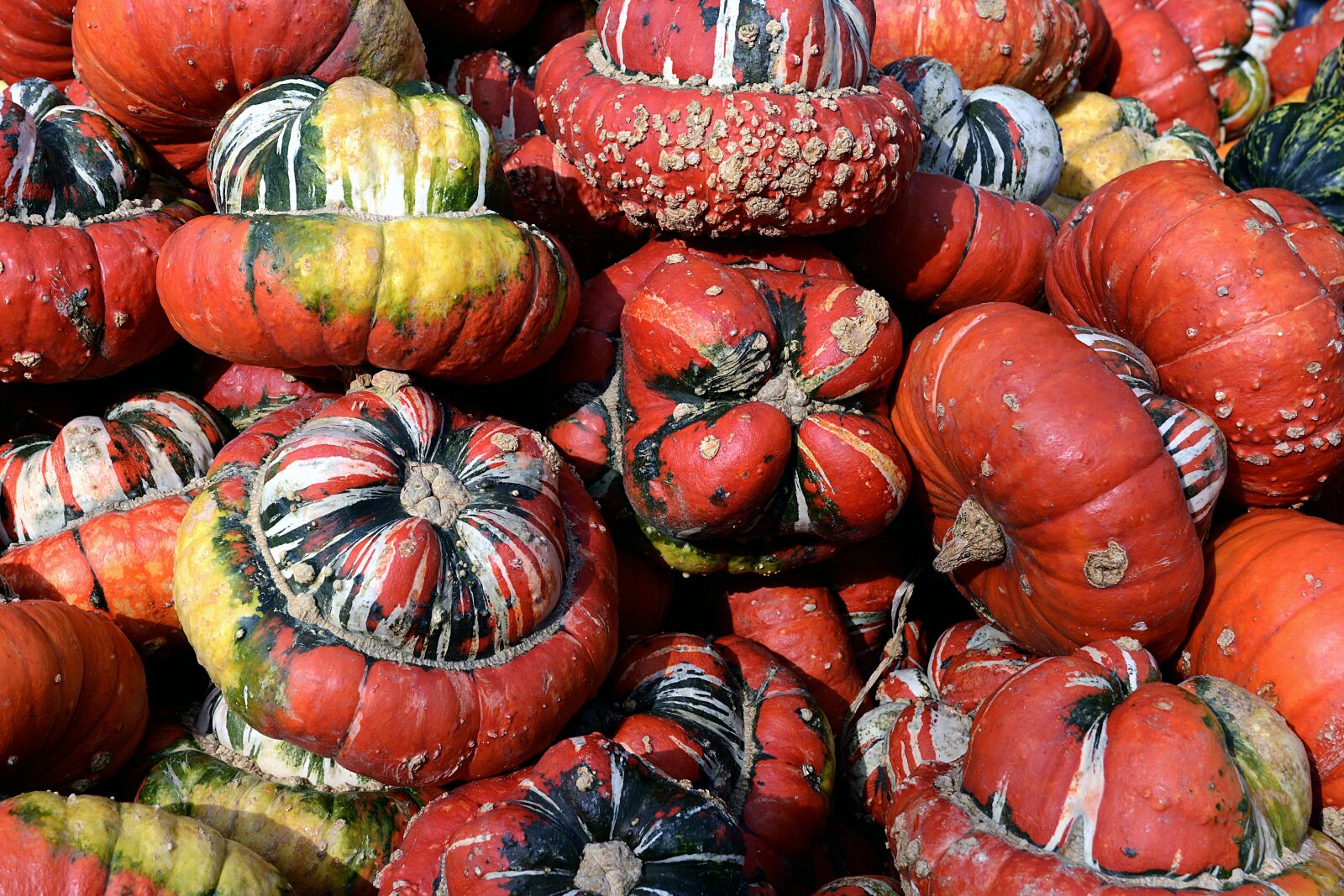 Nikon D7100 sample photo. Pumpkin, gourd, bishop's cap photography