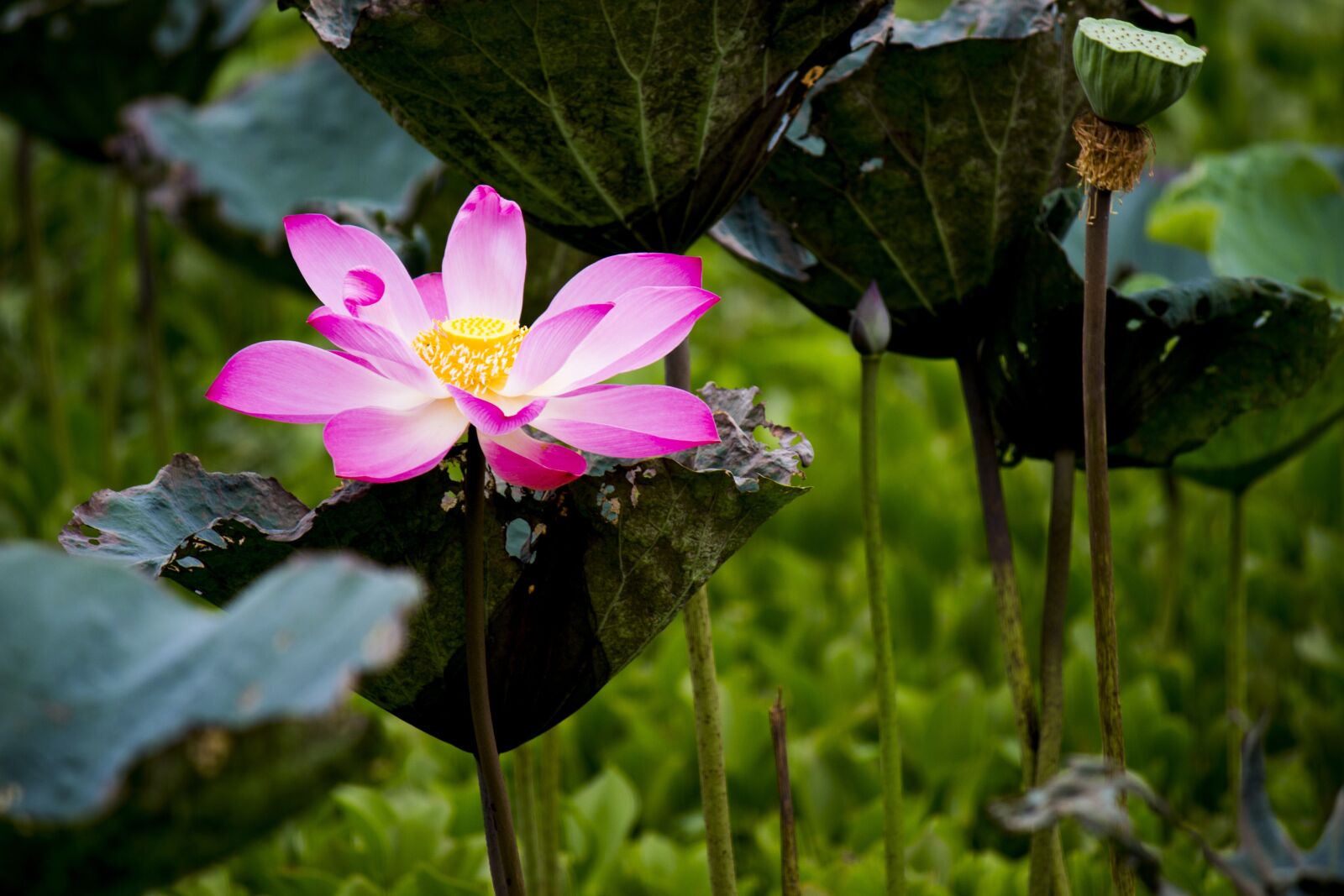 Canon EOS 600D (Rebel EOS T3i / EOS Kiss X5) sample photo. Lotus, beautiful, flower photography
