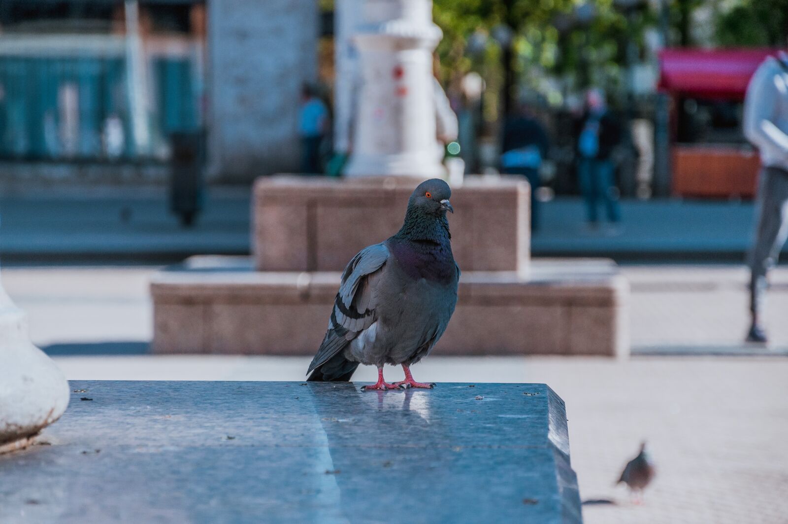 Nikon D90 sample photo. Pigeon, city, dove photography