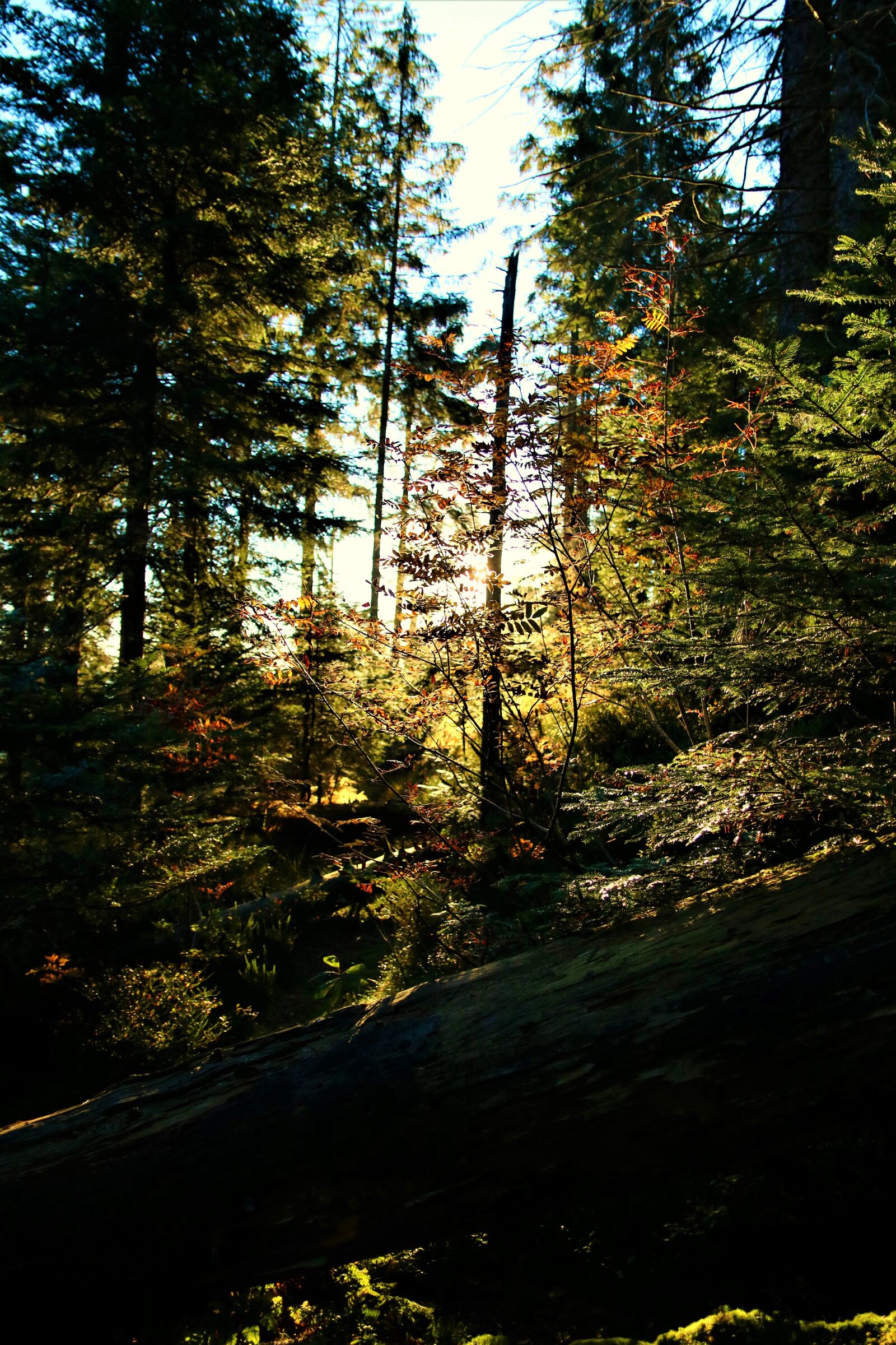 Canon EOS 750D (EOS Rebel T6i / EOS Kiss X8i) sample photo. Wood, sunrise, landscape photography