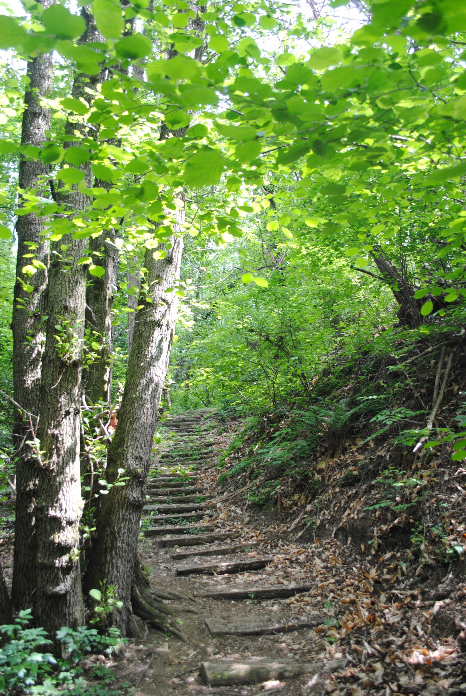Nikon D3000 sample photo. Nature, forest, trail photography