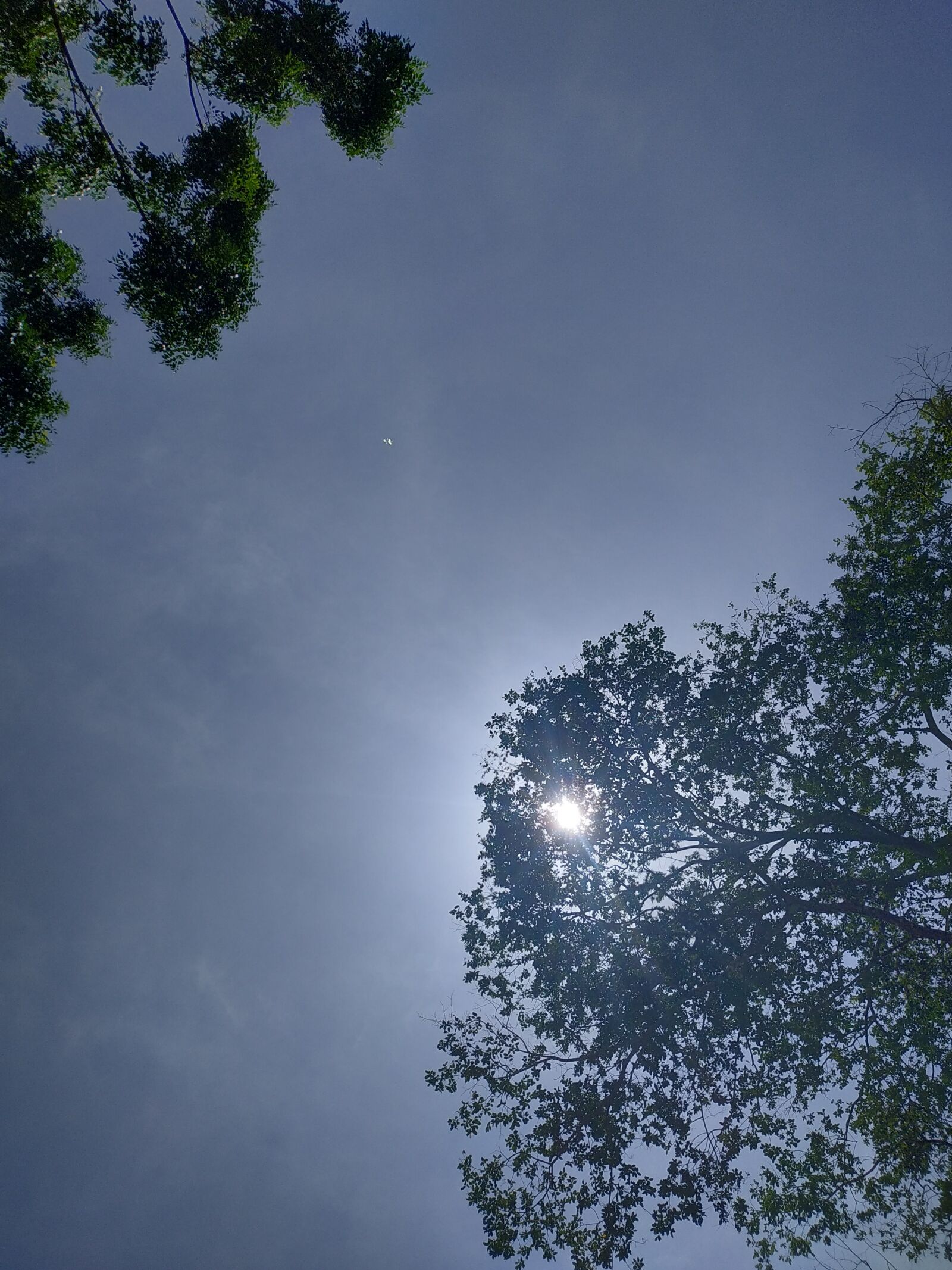 Xiaomi Redmi Note 6 Pro sample photo. Trees, moon, clouds photography