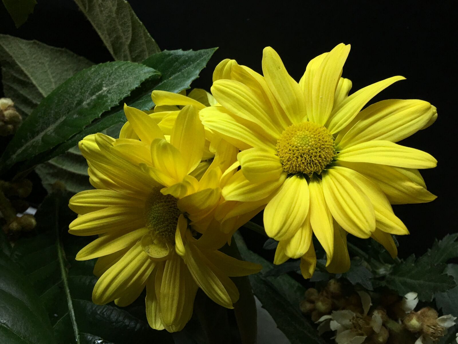 Apple iPhone 6s Plus sample photo. Yellow flowers, petals yellow photography