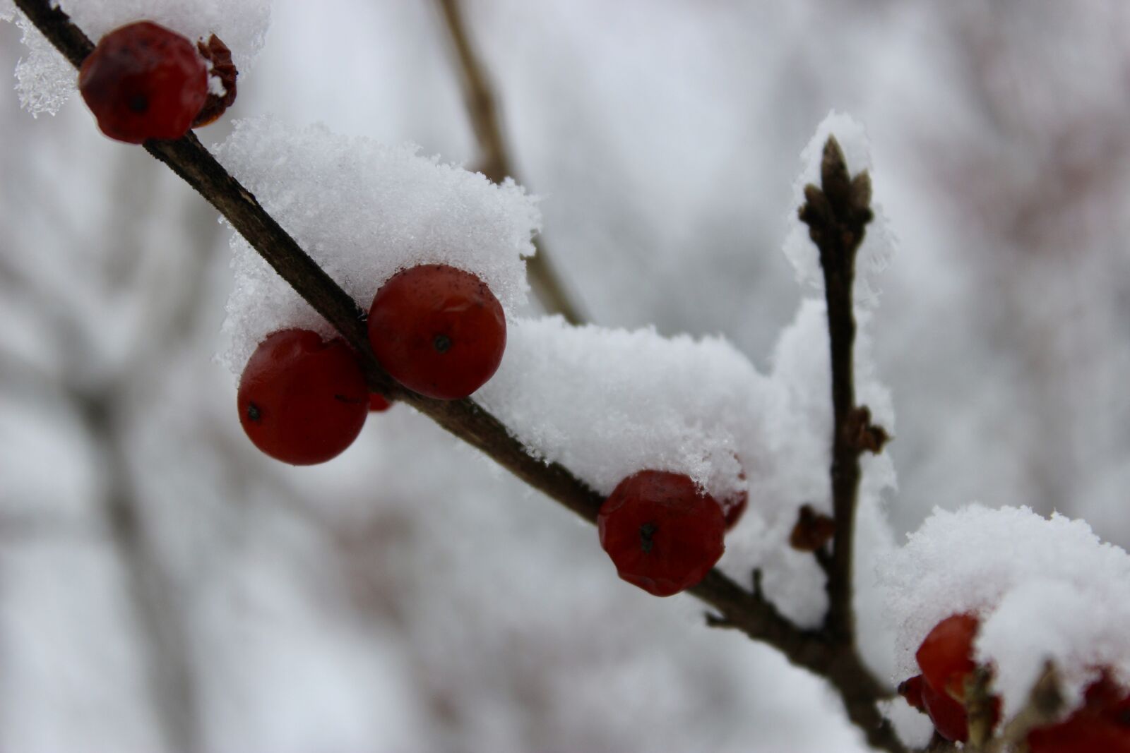 Canon EOS 600D (Rebel EOS T3i / EOS Kiss X5) sample photo. Nature, snow, winter photography