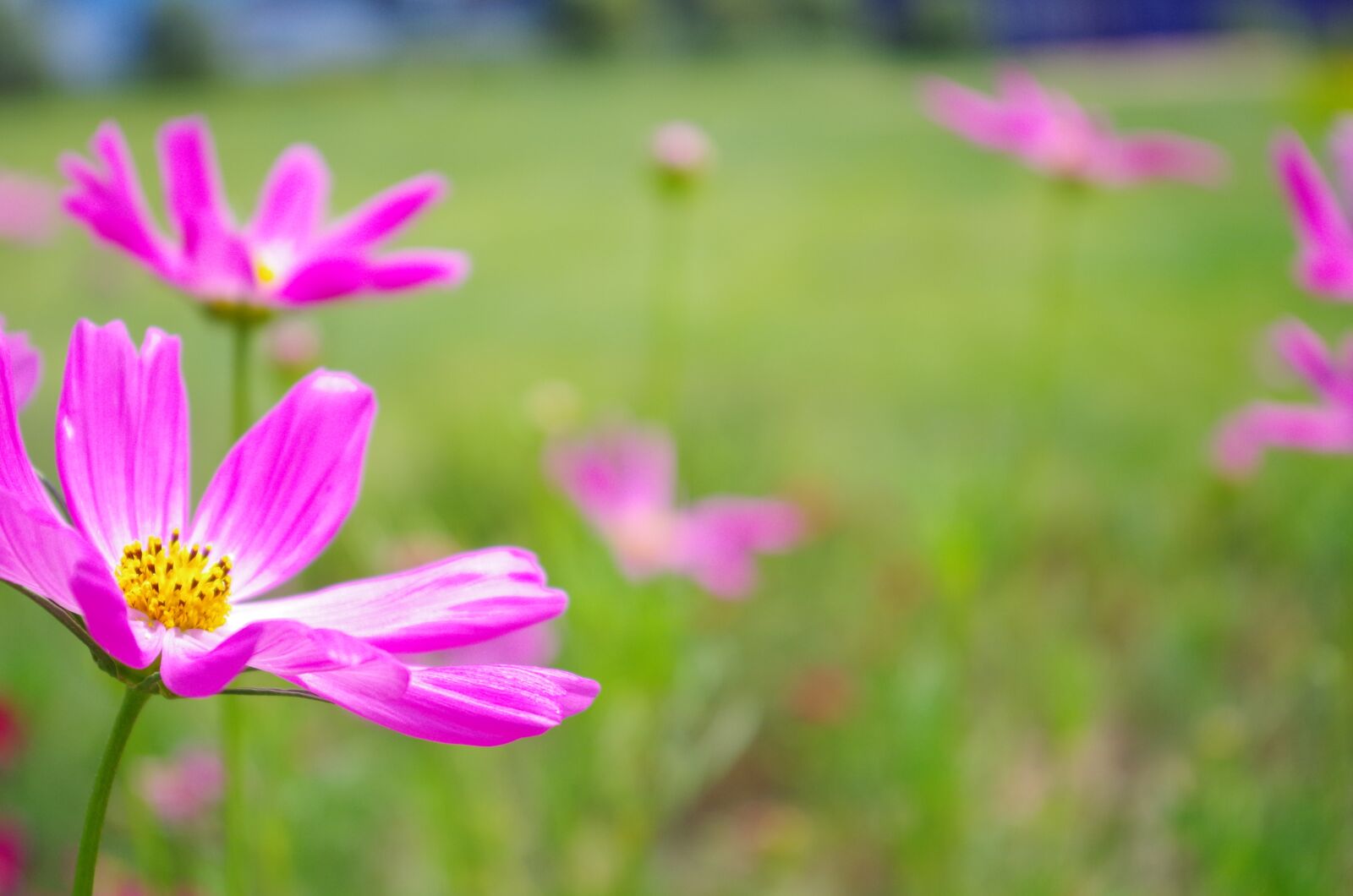 Pentax K-01 sample photo. Daisy, purple flowers, universe photography