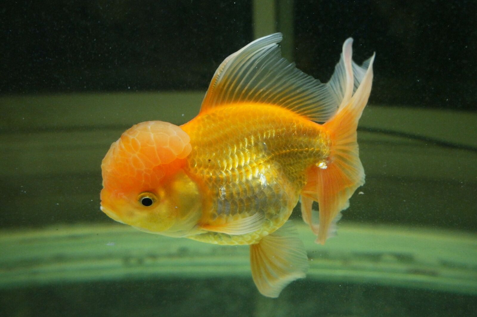 Samsung NX500 sample photo. Goldfish, fish, aquarium photography