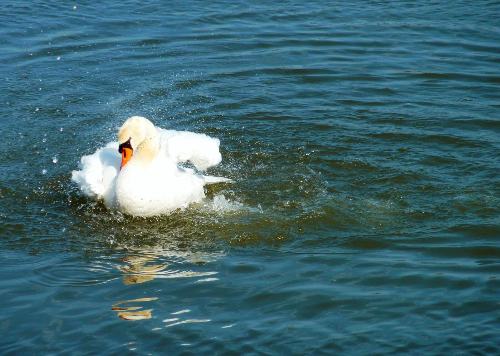 Panasonic DMC-TZ7 sample photo. Nature, swan, swans photography