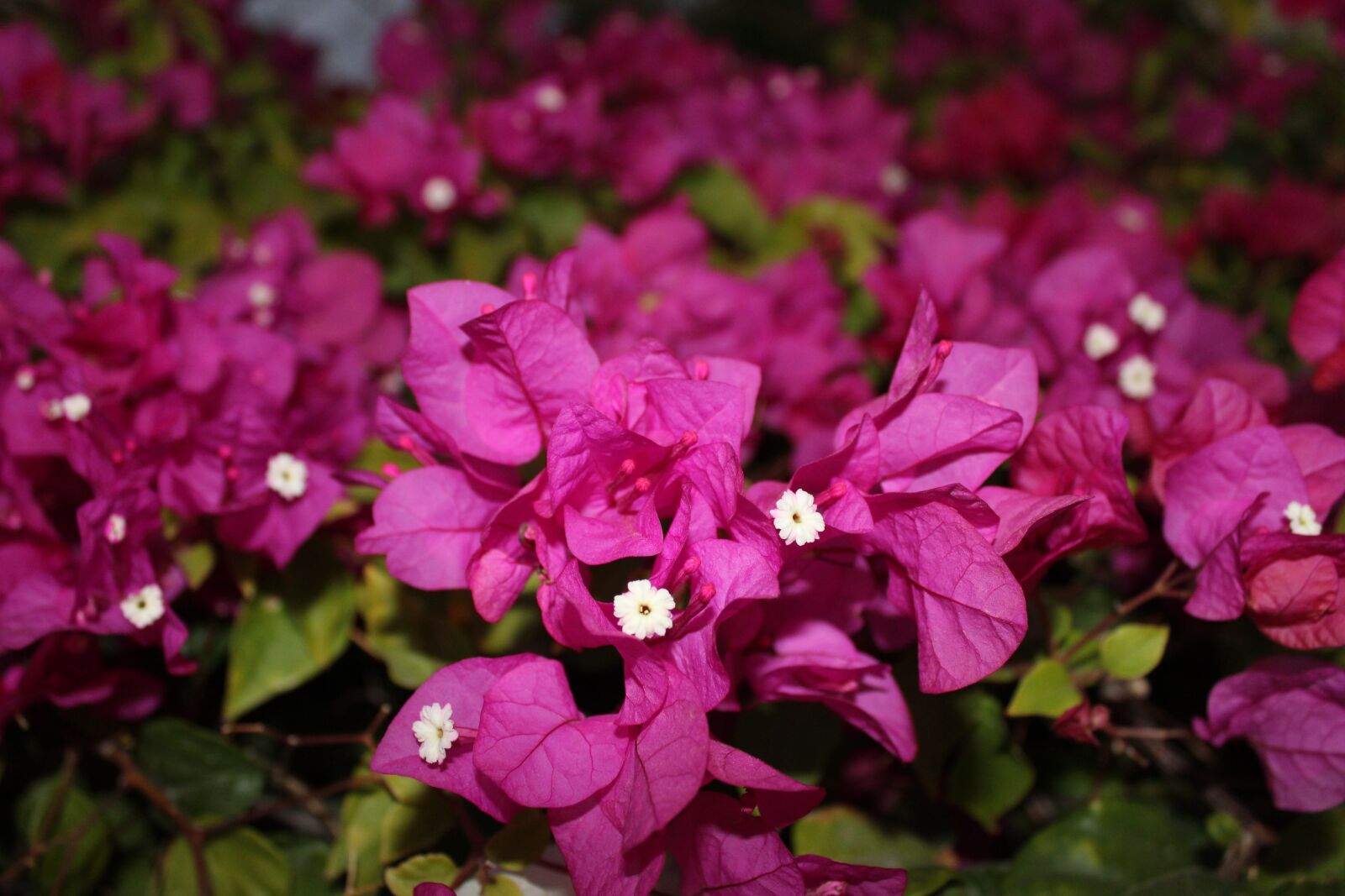 Canon EOS 1200D (EOS Rebel T5 / EOS Kiss X70 / EOS Hi) sample photo. Flowers, violet, close up photography