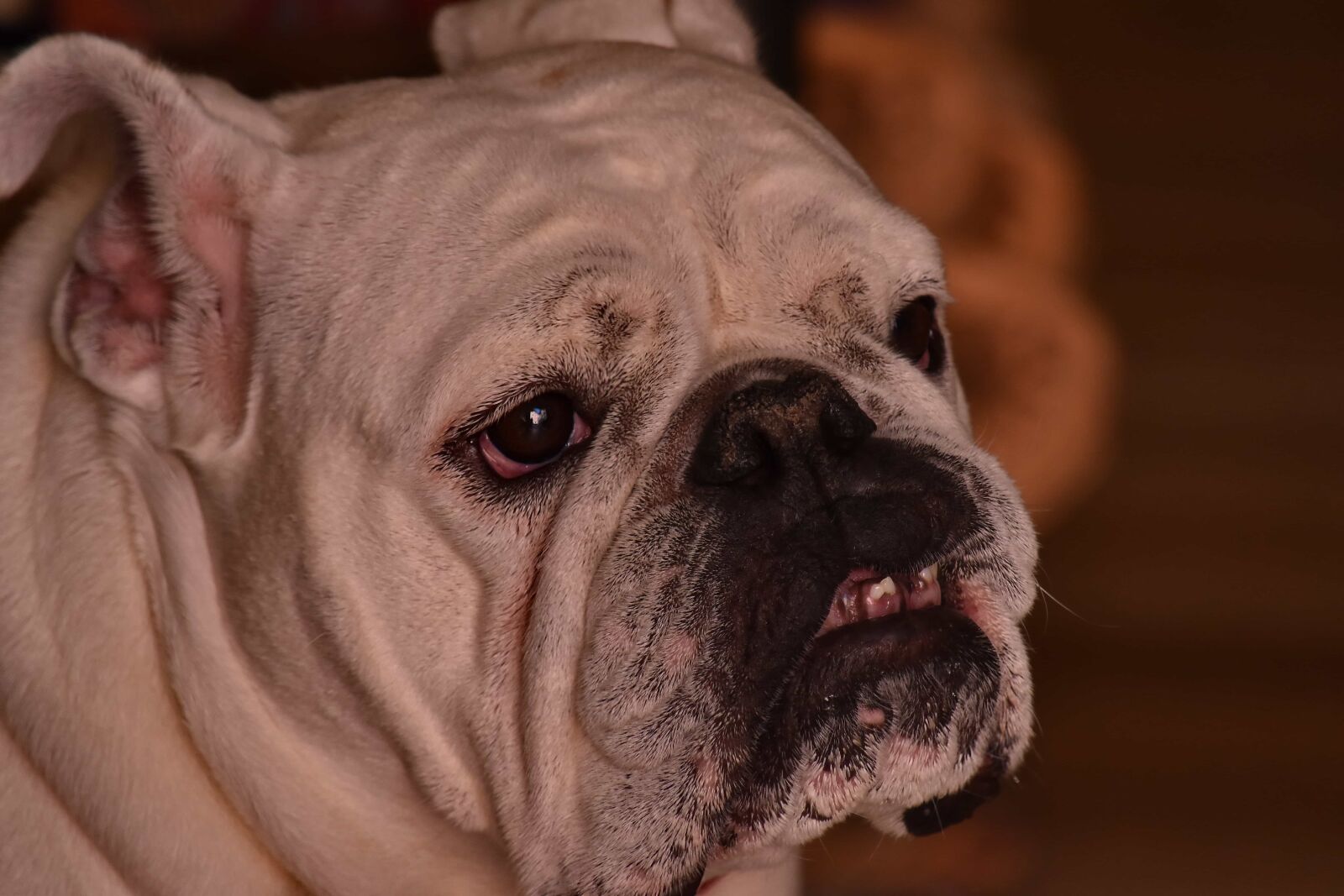 Nikon D5500 sample photo. Mouth, nose, teeth, pet photography