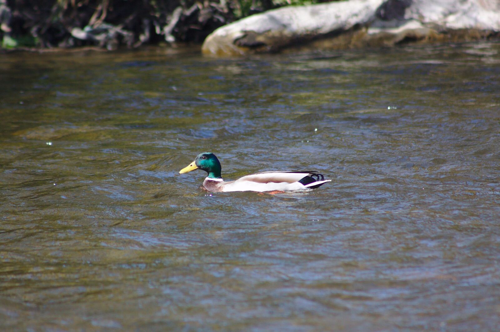 Canon EOS 50D sample photo. Mallard, duck, male photography