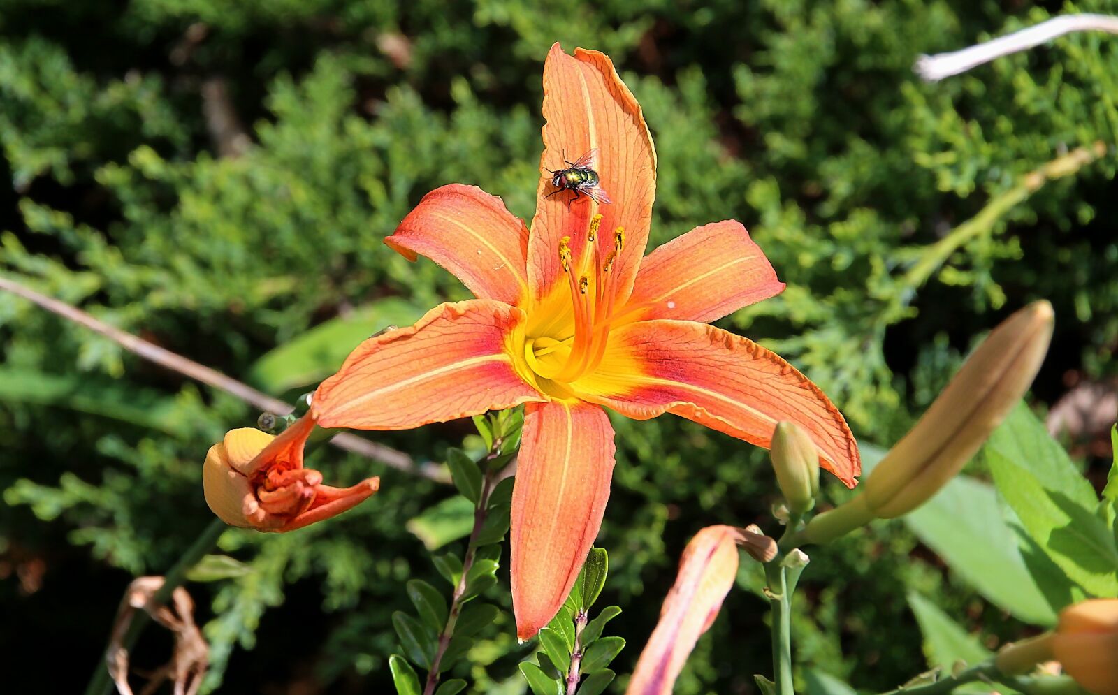 Canon EOS-1D X sample photo. Flower, lily, blossom photography