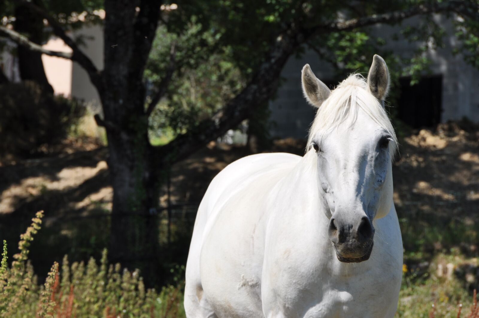 Nikon D90 sample photo. Horse, head, look photography