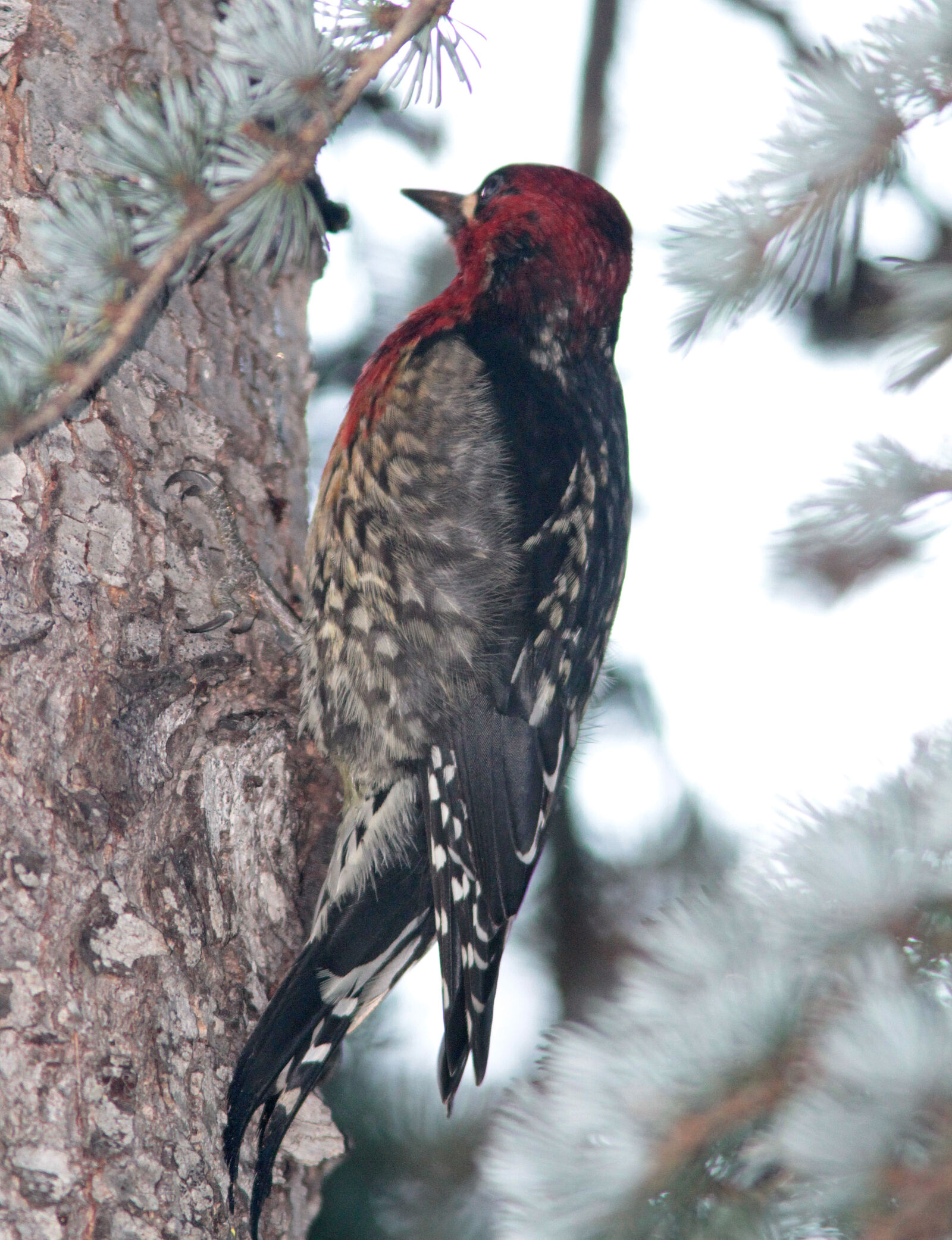 Canon EF 300mm F4L IS USM sample photo