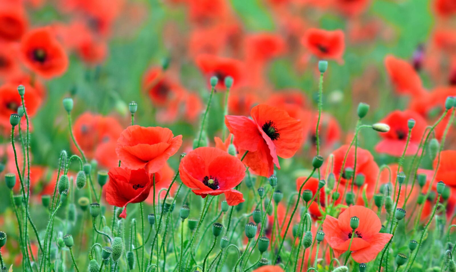 Nikon D3300 sample photo. Poppy, meadow, red, summer photography