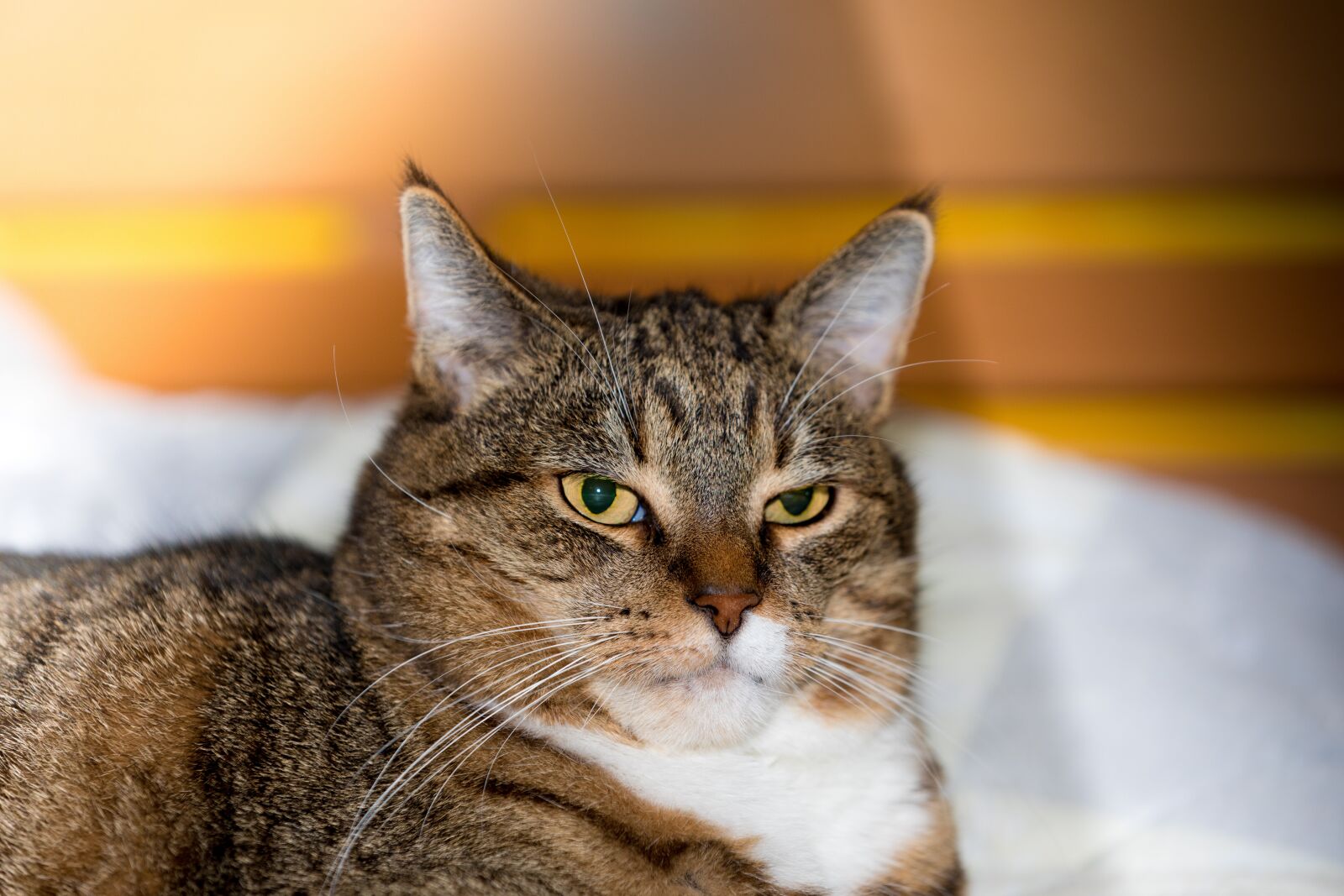 Canon EF 70-200mm F2.8L IS II USM sample photo. Cat, domestic cat, tiger photography