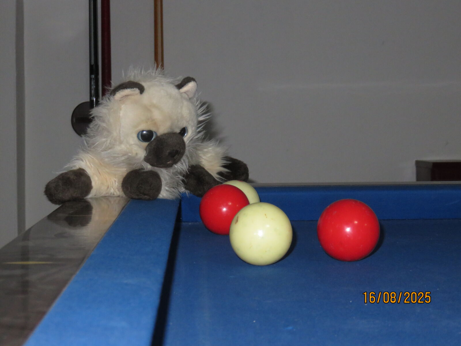 Canon PowerShot SX700 HS sample photo. Toy cat on a photography