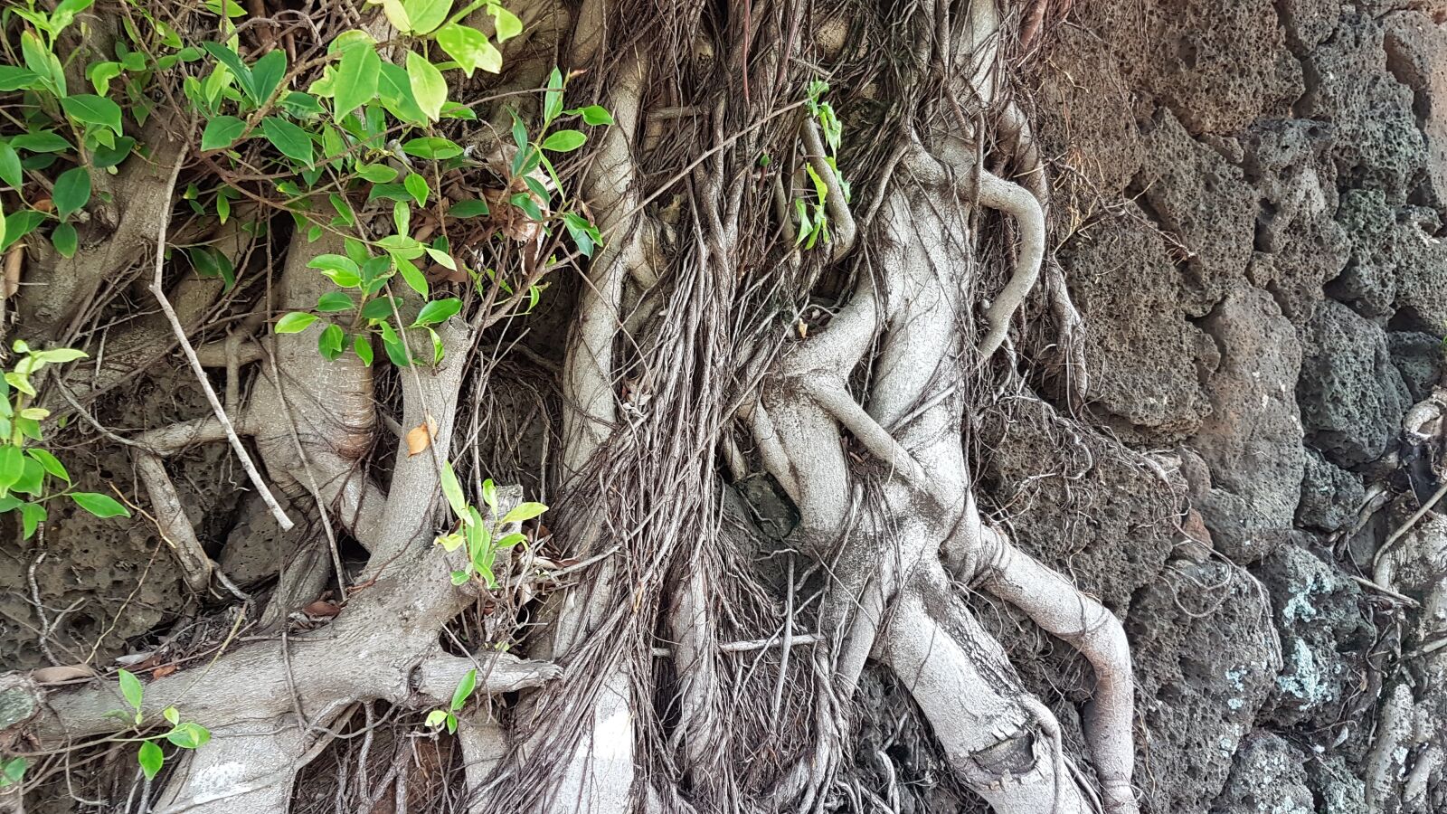 Samsung Galaxy S7 Edge sample photo. Tree, nature, root photography