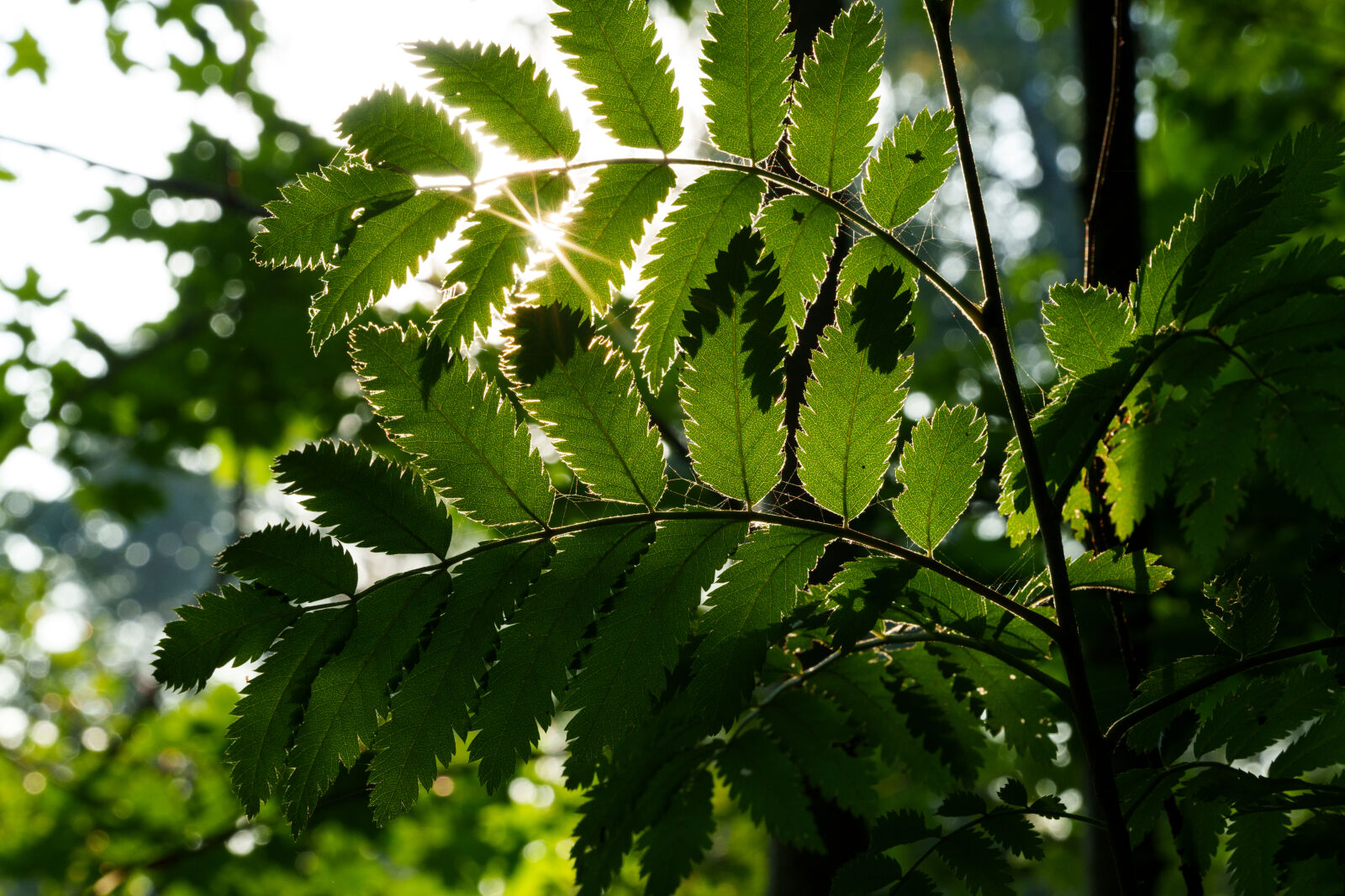 Sigma 28-105mm F2.8 DG DN | Art sample photo. Sunstar leaves photography