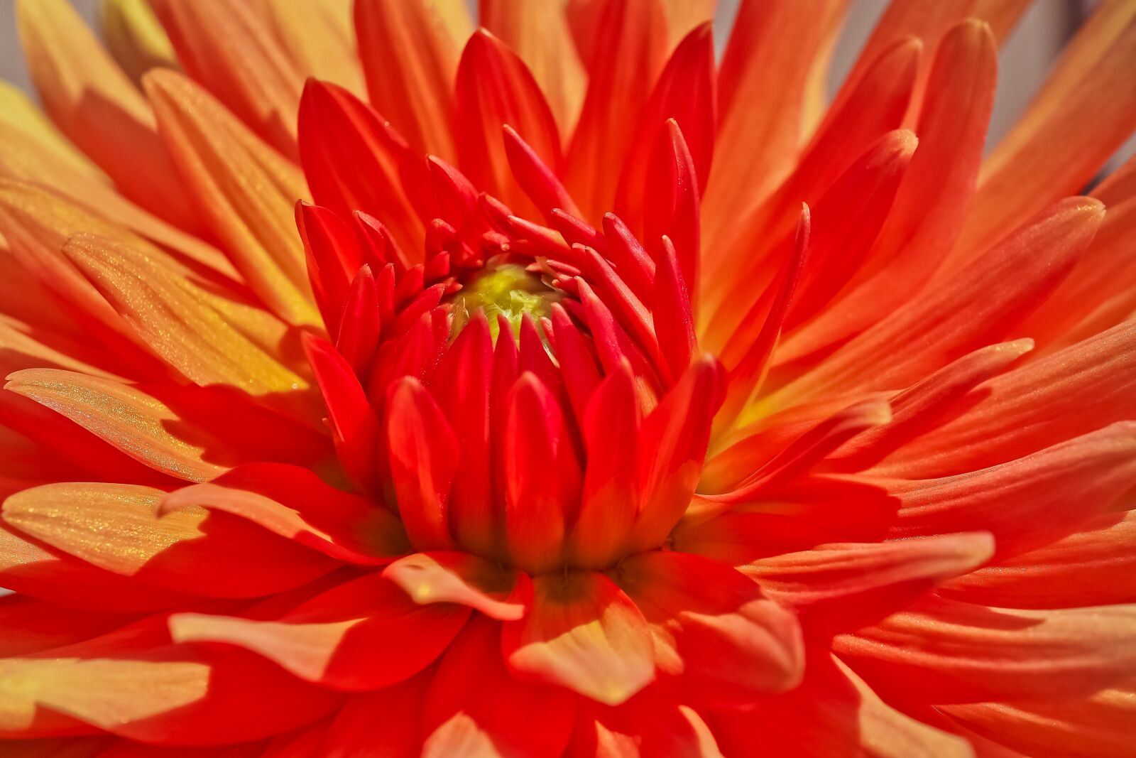 Olympus OM-D E-M10 sample photo. Dahlia, flower, blossom photography