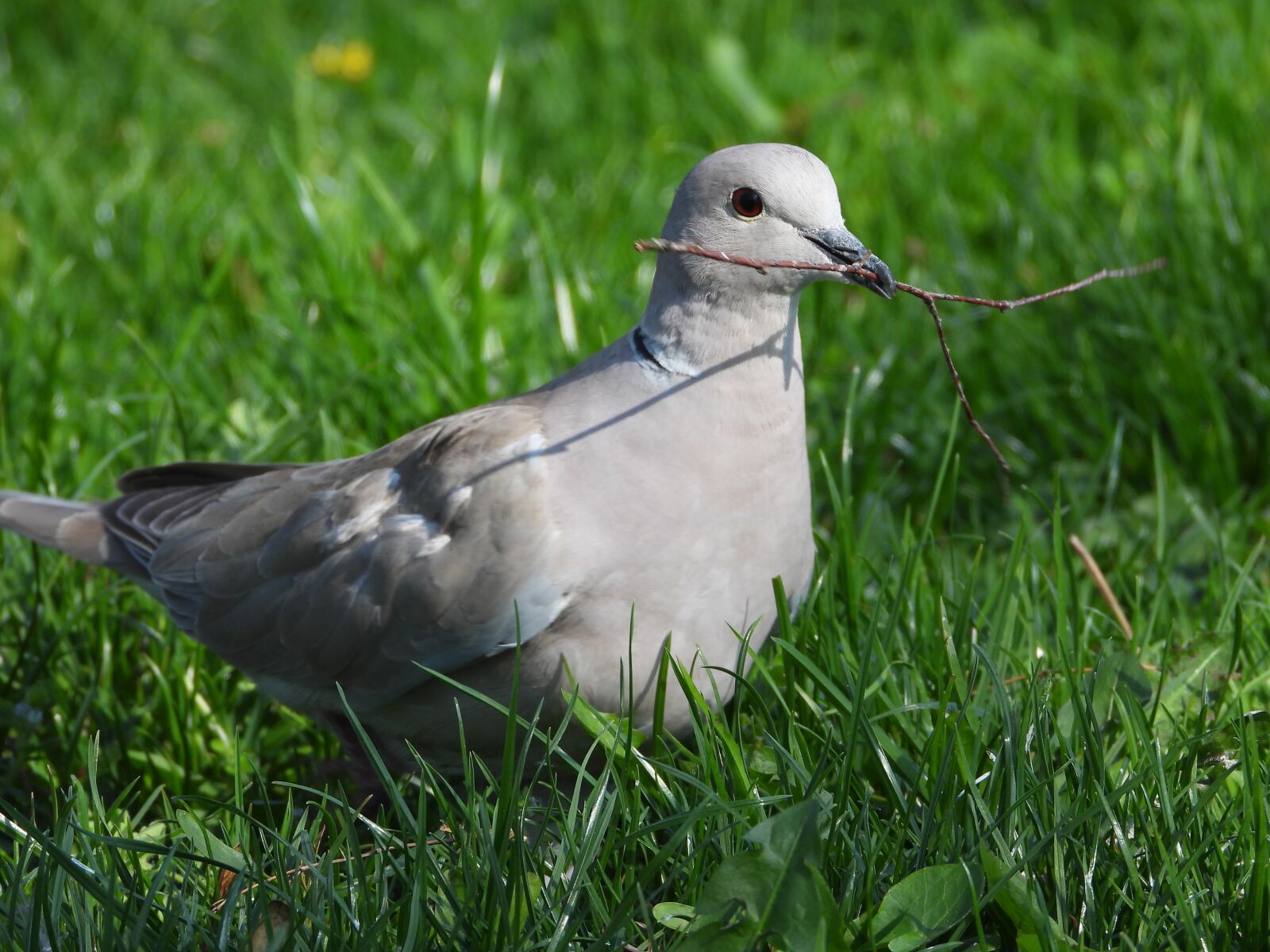 Nikon Coolpix P1000 sample photo. Grey dove, the branch photography