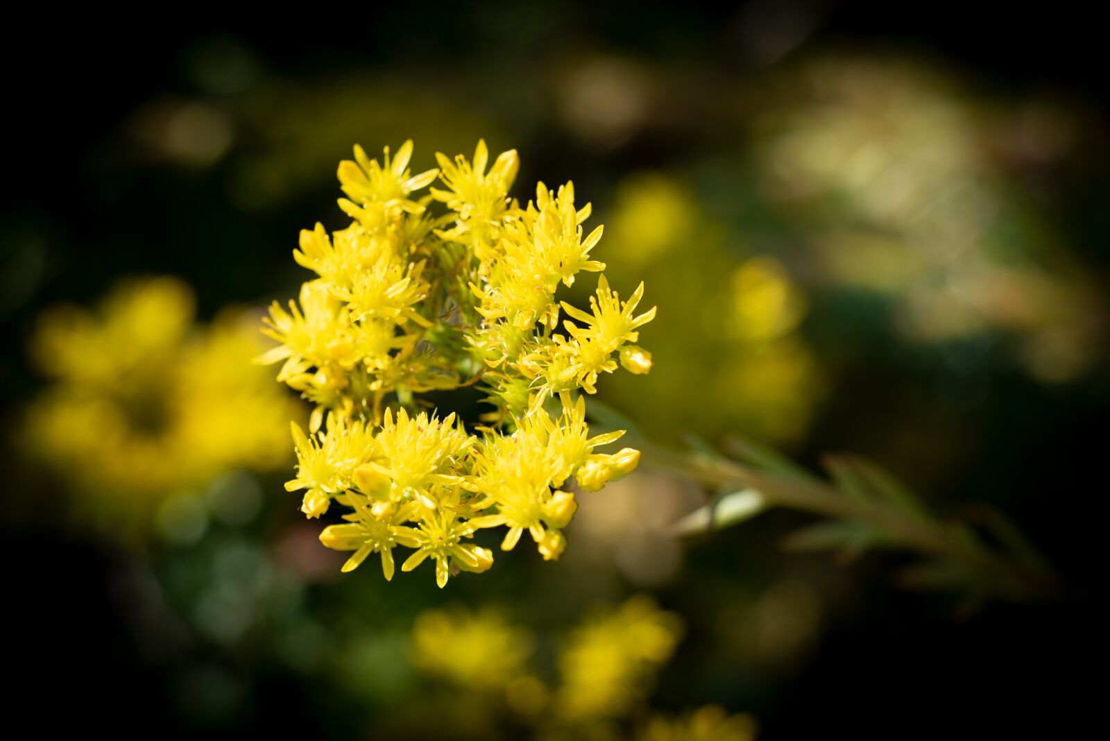 Nikon D750 sample photo. Blossom, bloom, yellow photography
