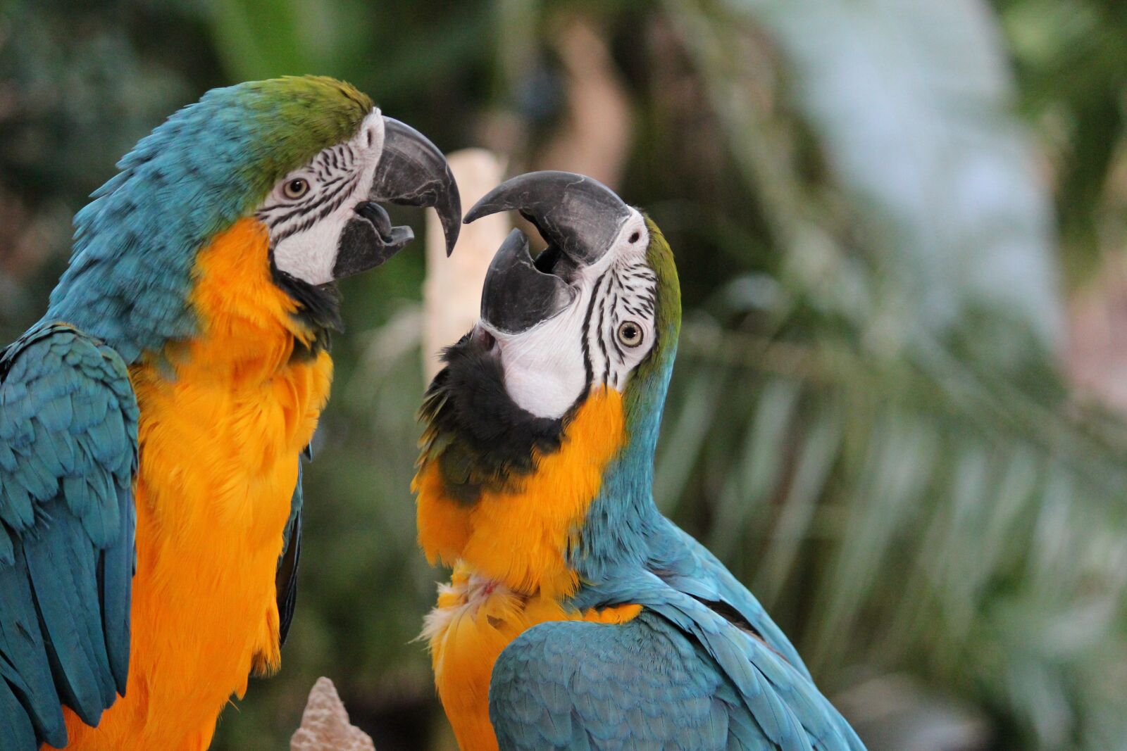 Canon EOS 600D (Rebel EOS T3i / EOS Kiss X5) sample photo. Parrot, ara, plumage photography