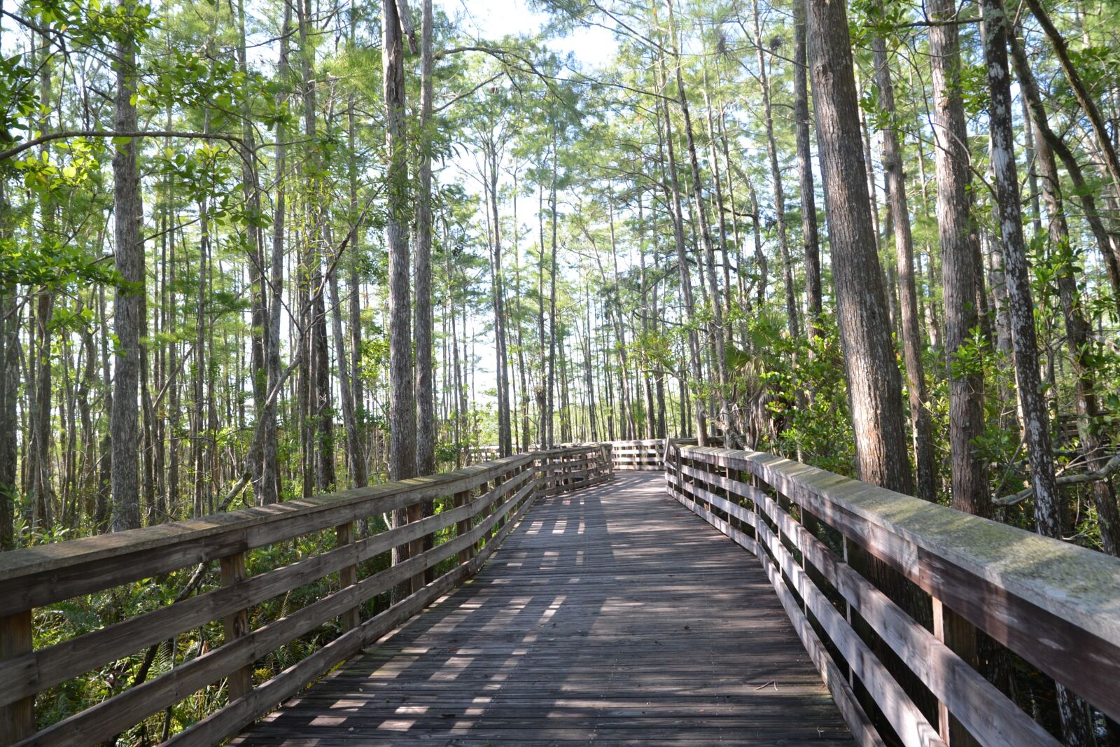 Nikon D600 sample photo. Grassy waters preserve, west photography