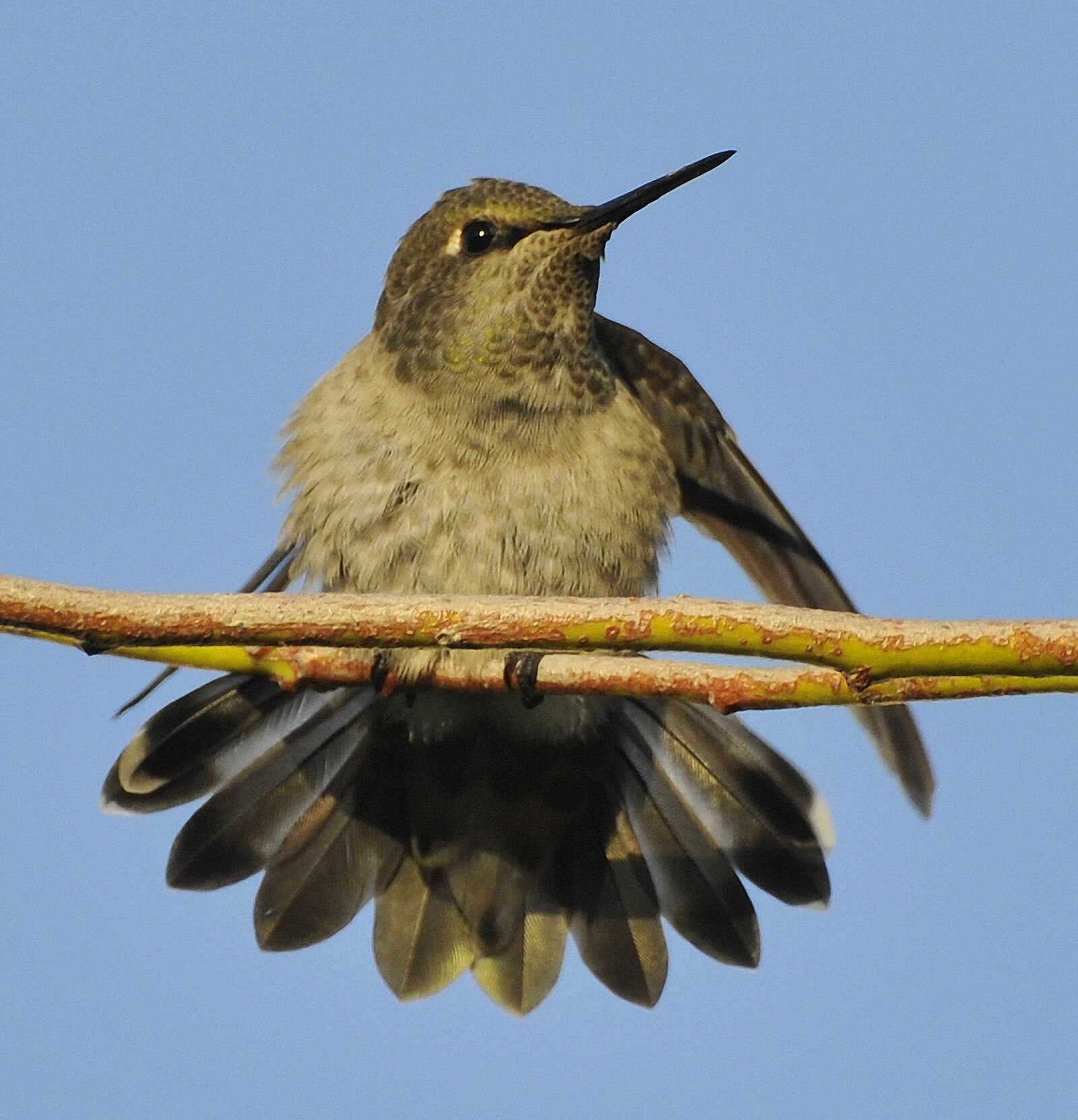 Nikon D300 sample photo. Hummingbird, bird, flight photography